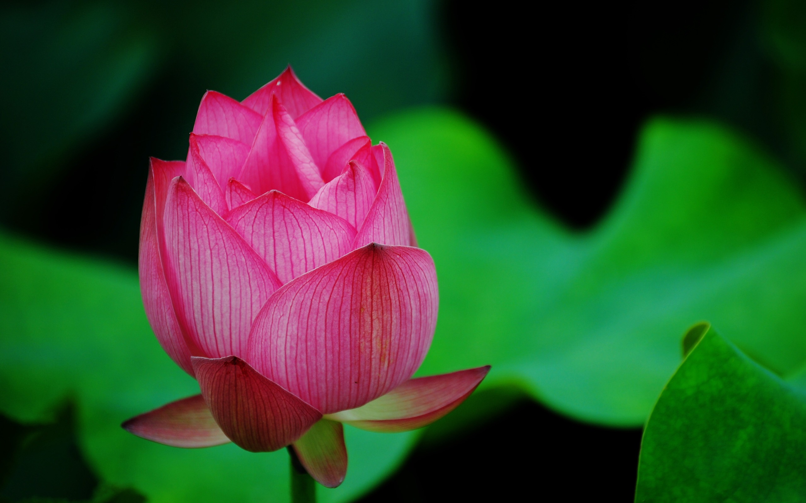 167353 Hintergrundbild herunterladen erde/natur, lotus, blume, blumen - Bildschirmschoner und Bilder kostenlos