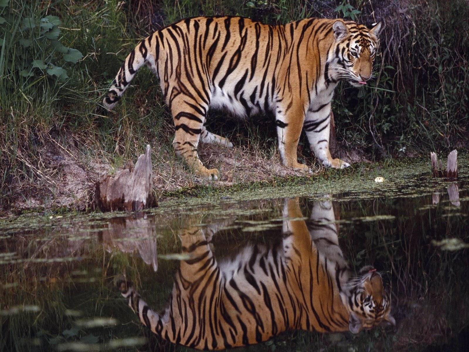 Descarga gratuita de fondo de pantalla para móvil de Gatos, Animales, Tigre.