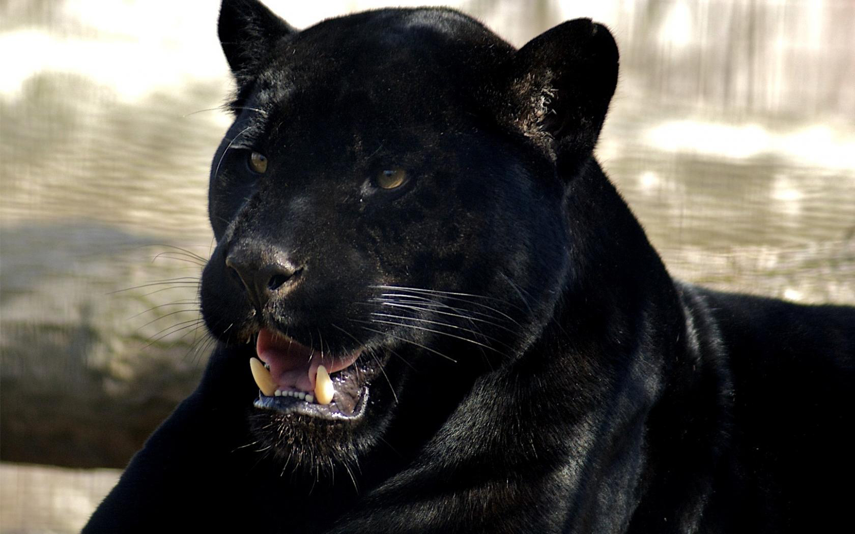 240865 Hintergrundbild herunterladen tiere, schwarzer panther, katzen - Bildschirmschoner und Bilder kostenlos