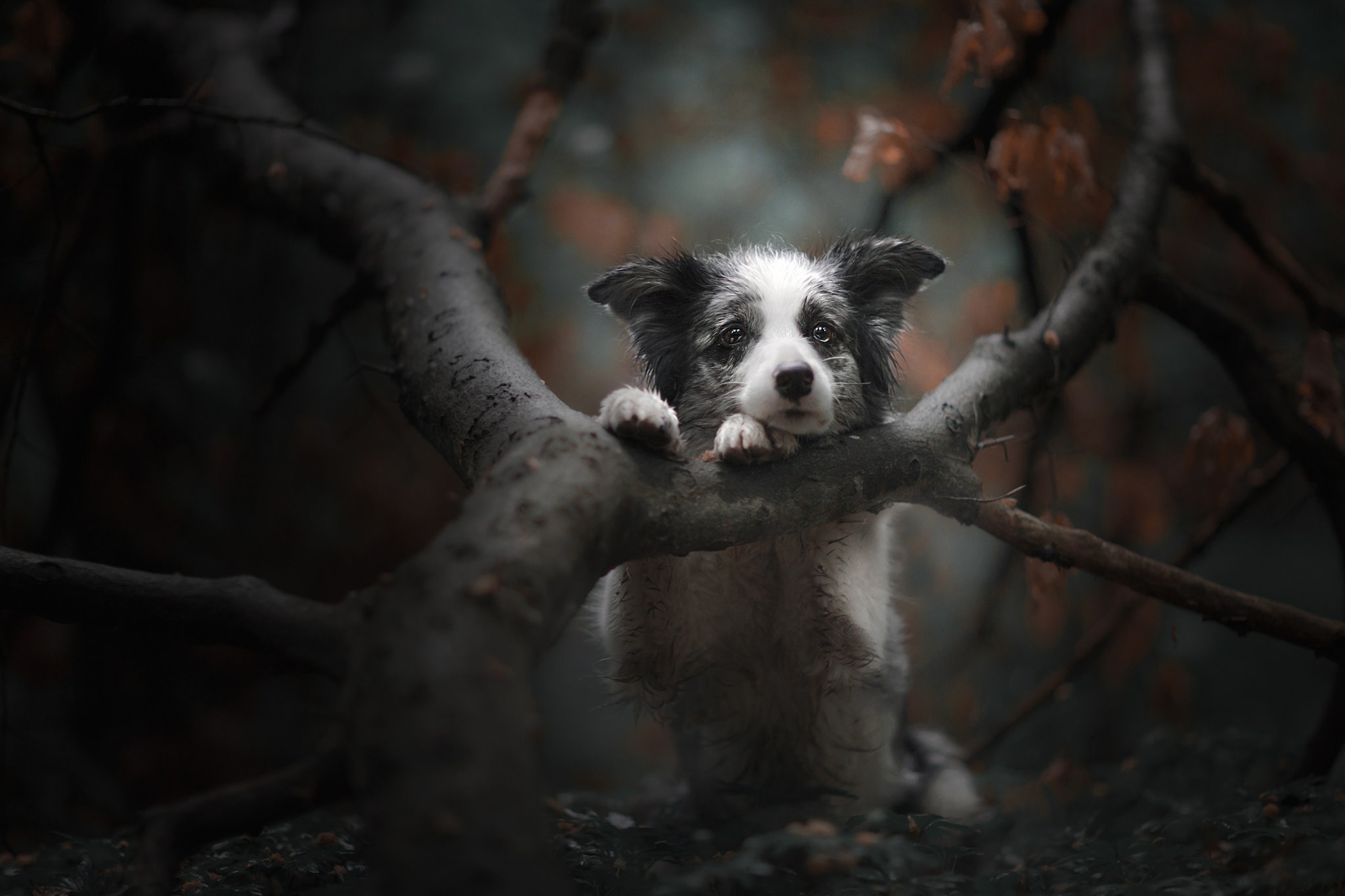 Free download wallpaper Dogs, Dog, Animal, Puppy, Border Collie, Baby Animal on your PC desktop