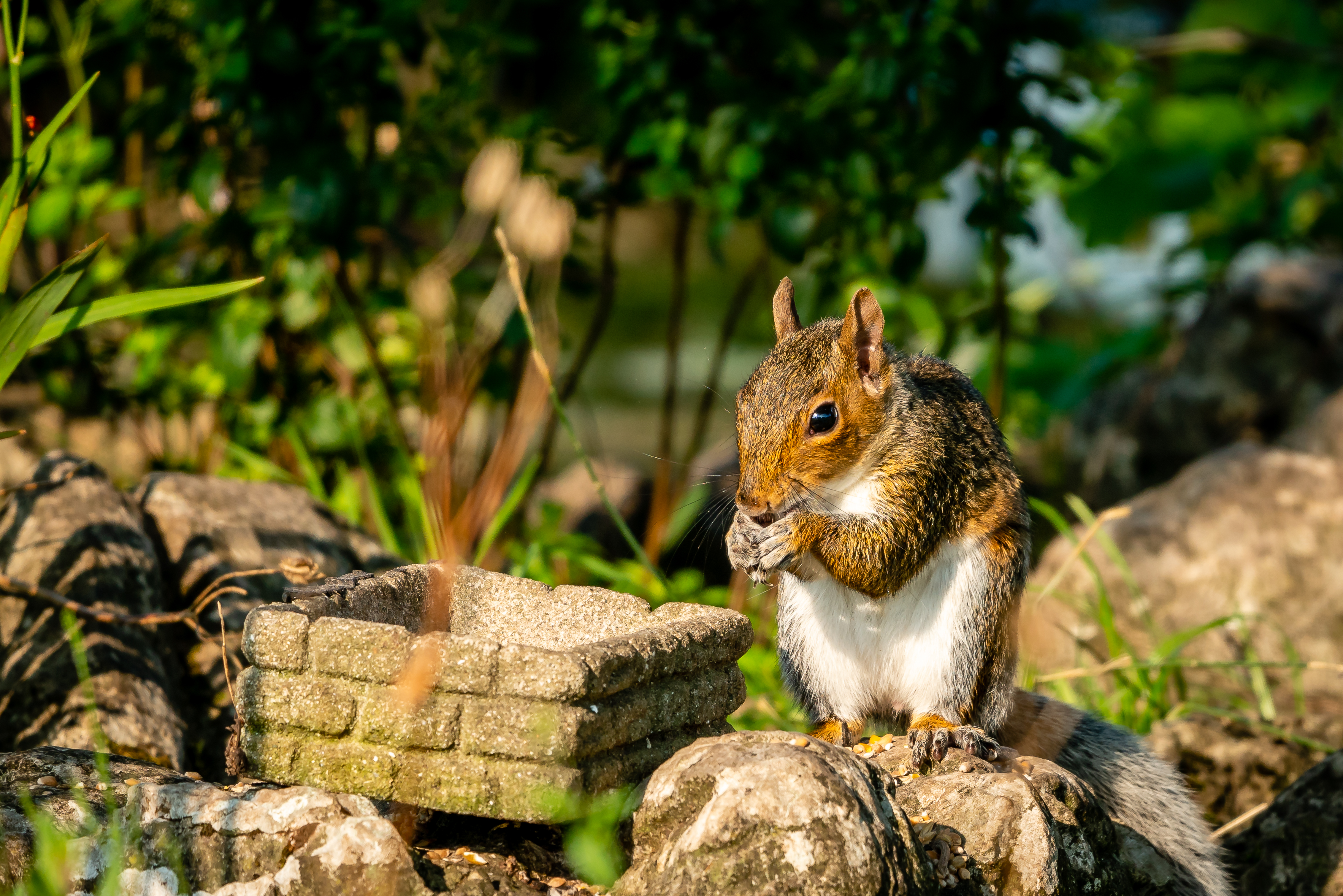 Free download wallpaper Animals, Squirrel, Stones, Animal, Rodent on your PC desktop