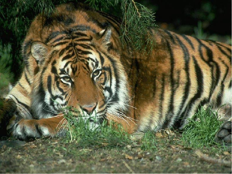 Скачати мобільні шпалери Тигри, Тварини безкоштовно.