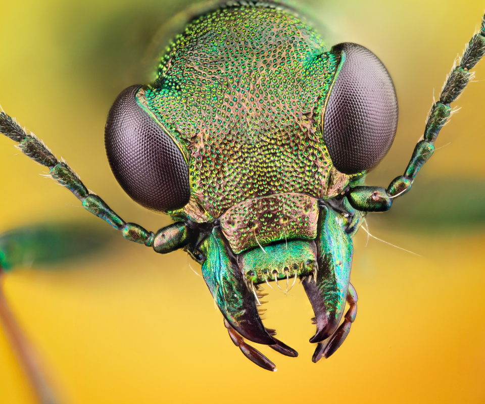 Free download wallpaper Macro, Insect, Animal, Bug on your PC desktop