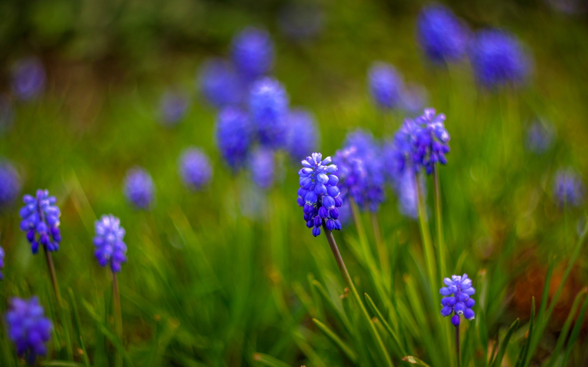 Descarga gratuita de fondo de pantalla para móvil de Flor Azul, Flores, Naturaleza, Flor, Tierra/naturaleza.