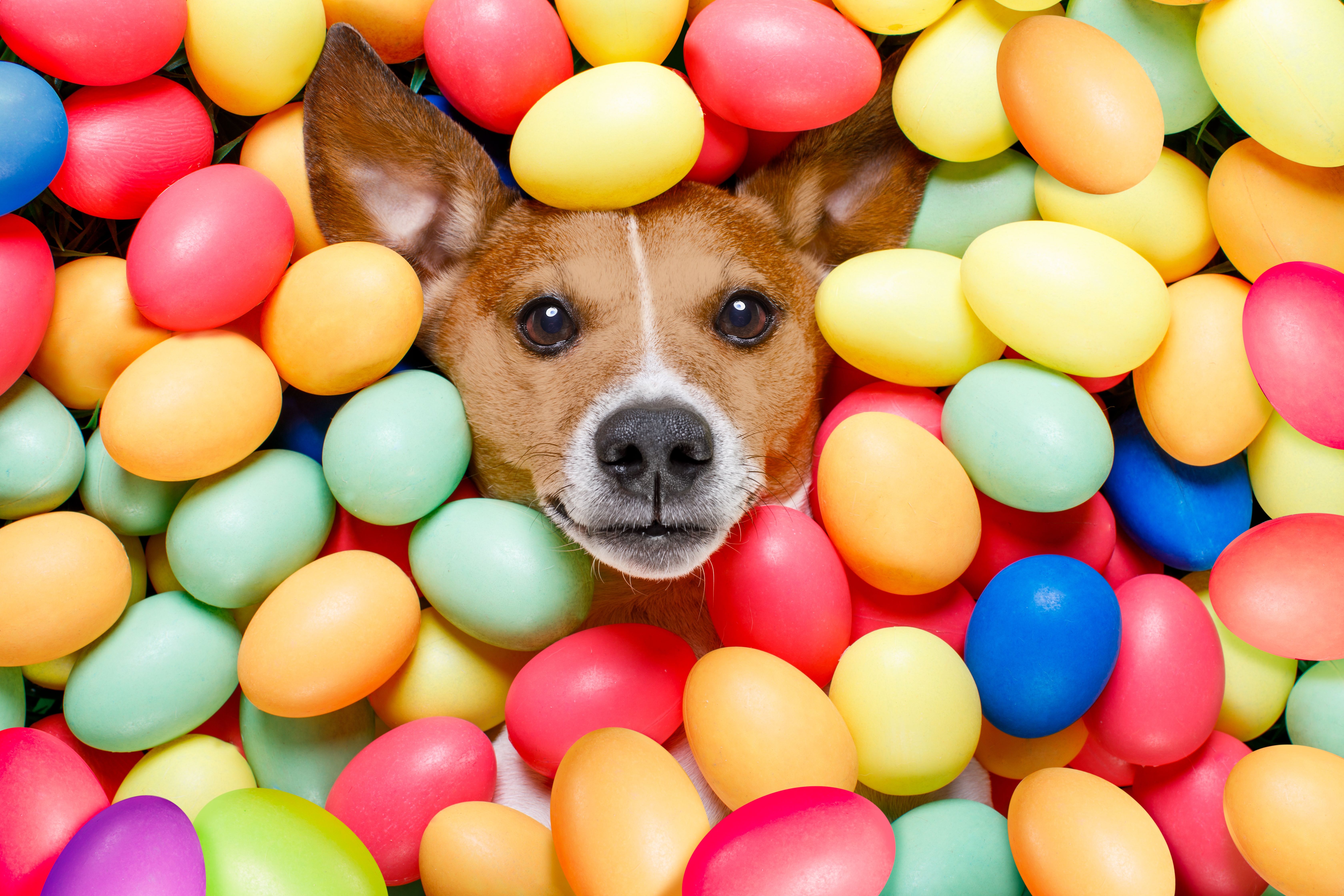 Laden Sie das Tiere, Hunde, Hund, Osterei-Bild kostenlos auf Ihren PC-Desktop herunter