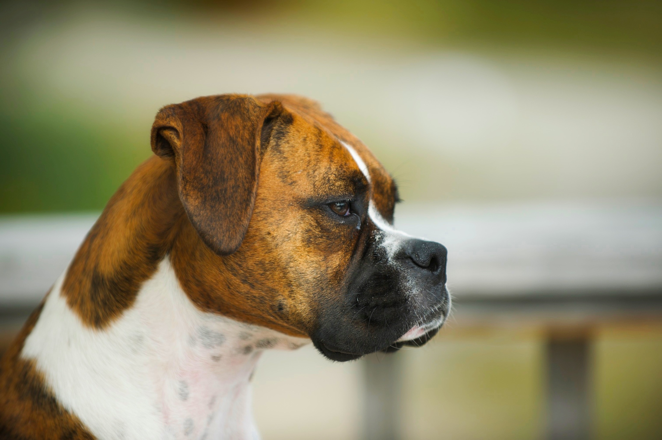 Download mobile wallpaper Dogs, Dog, Animal, Portrait, Boxer, Boxer (Dog) for free.
