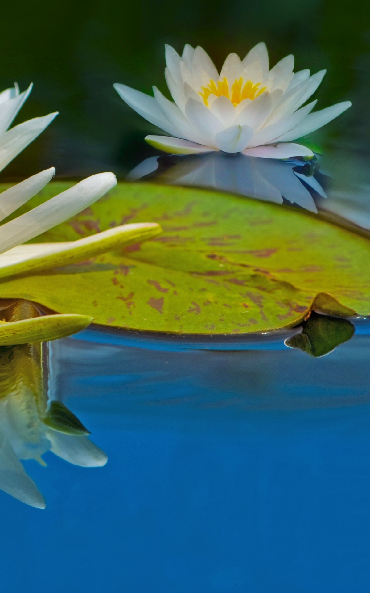 Download mobile wallpaper Flowers, Water, Reflection, Flower, Earth, Water Lily for free.