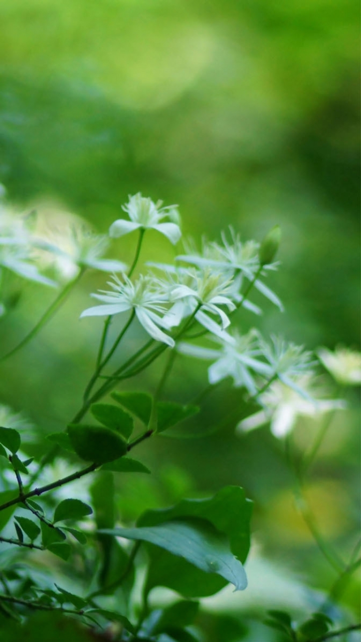 Descarga gratuita de fondo de pantalla para móvil de Naturaleza, Flores, Flor, Tierra/naturaleza.