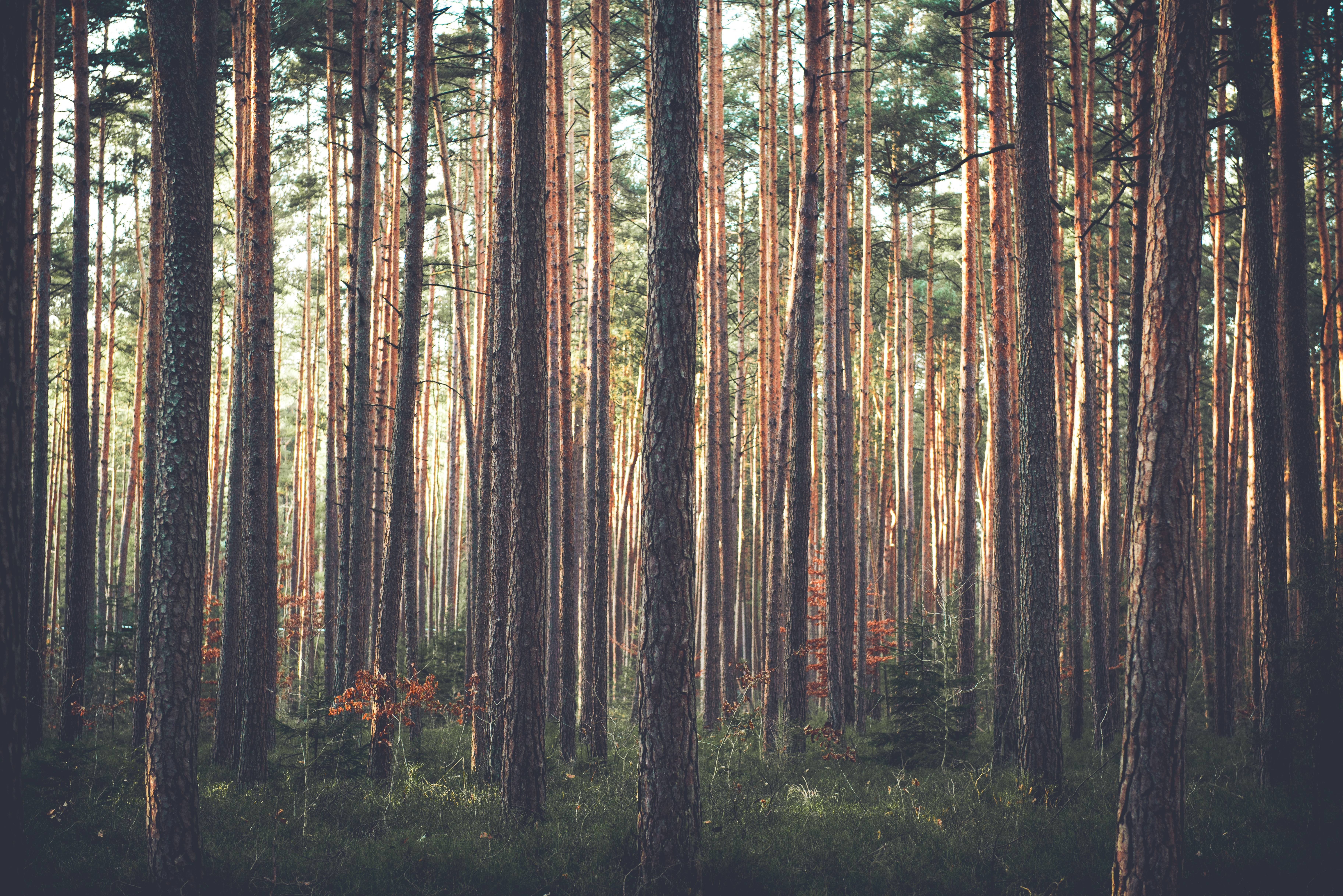 Free download wallpaper Nature, Trees, Grass, Pine, Forest on your PC desktop