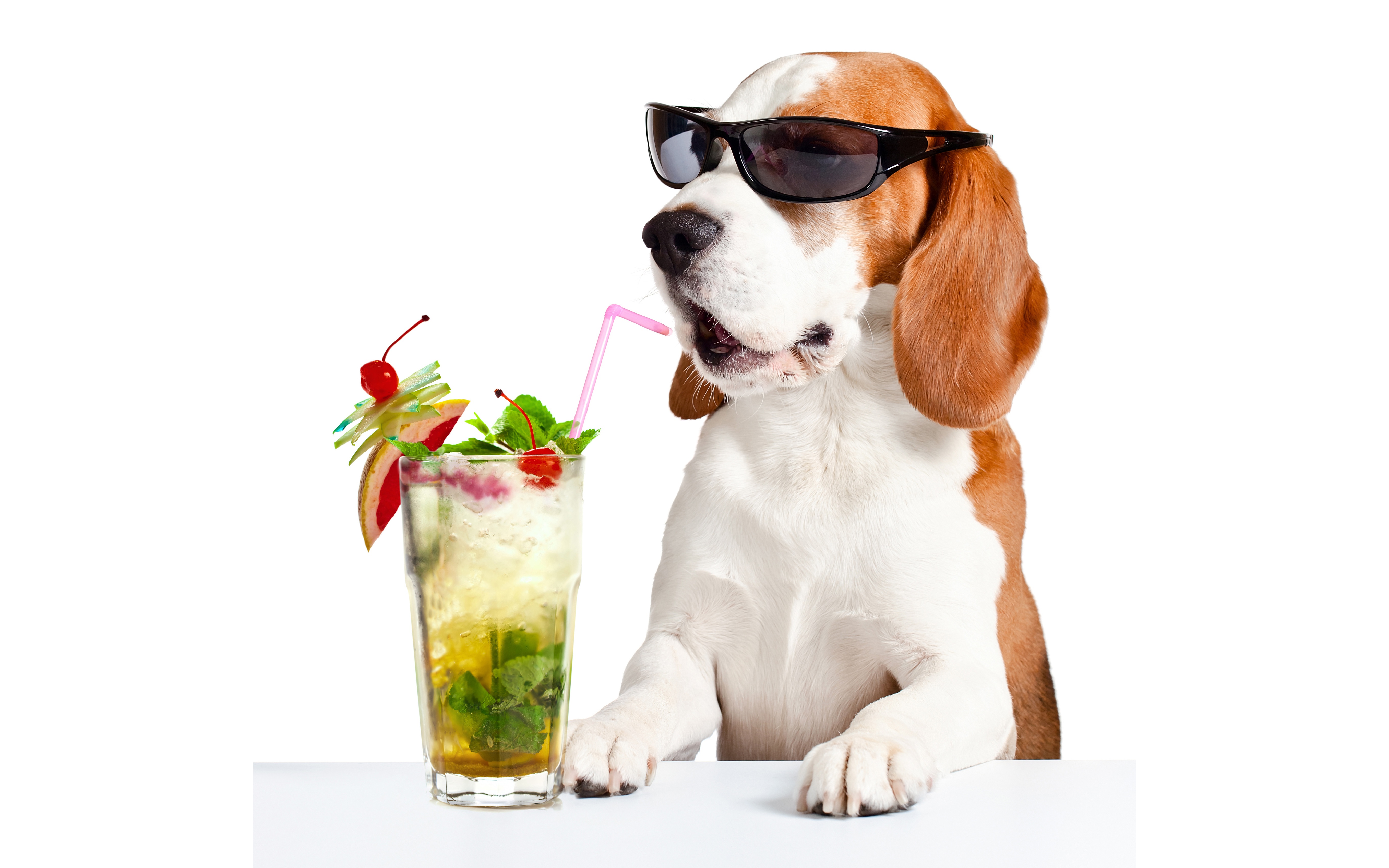 Handy-Wallpaper Tiere, Hunde, Hund, Sonnenbrille, Cocktail, Beagle kostenlos herunterladen.