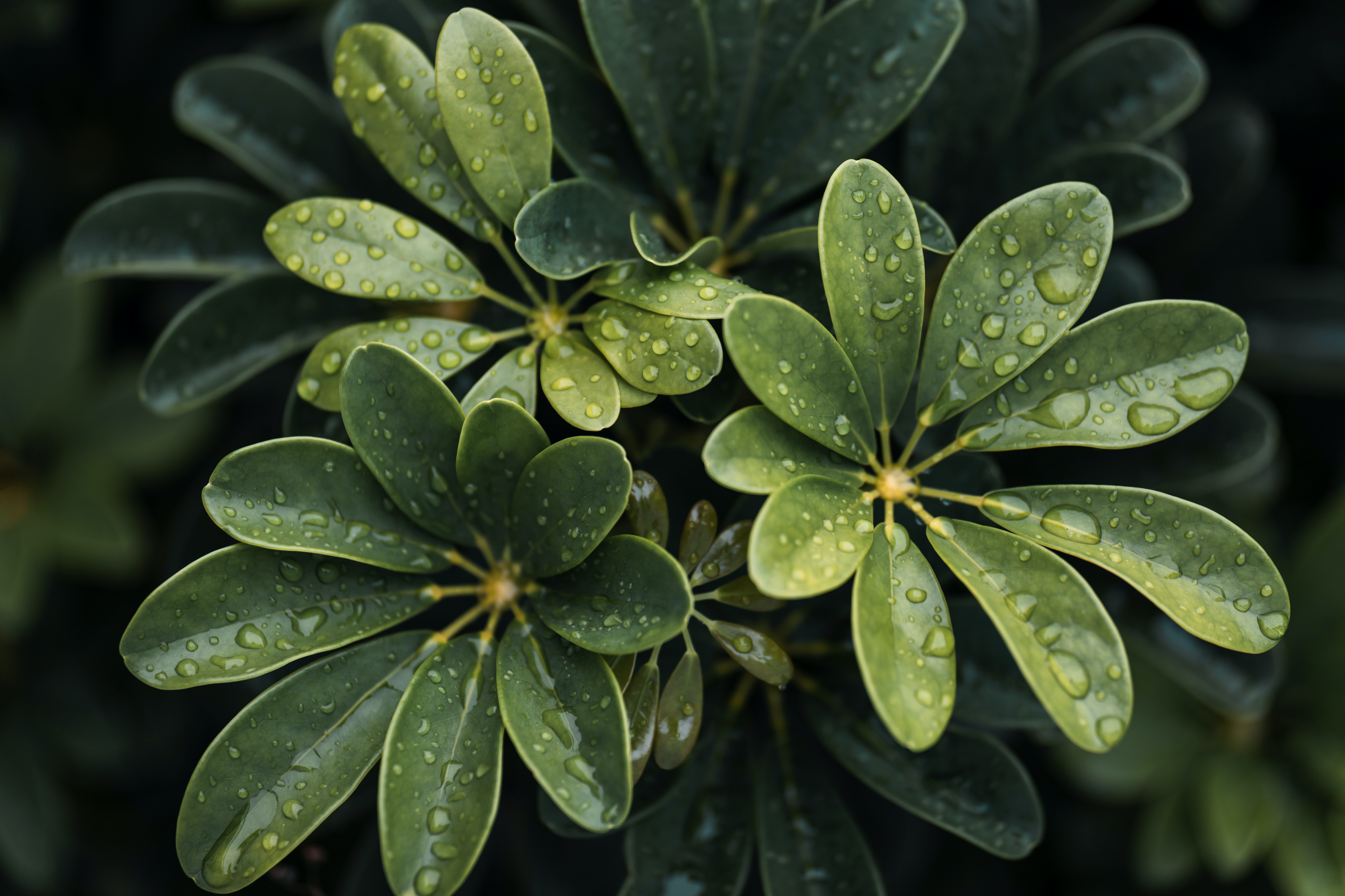 leaves, plant, nature, drops, macro Image for desktop