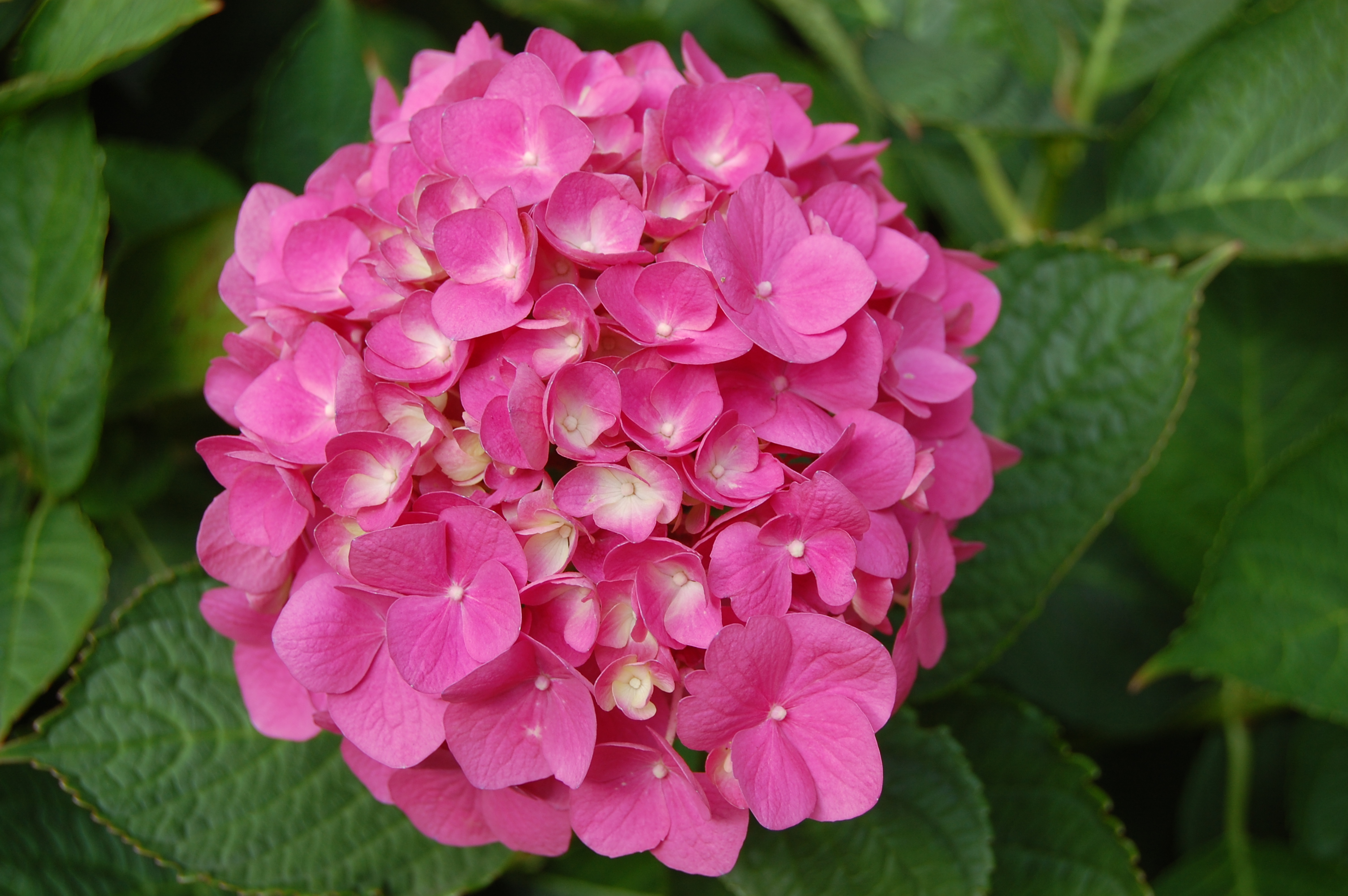Download mobile wallpaper Flowers, Flower, Earth, Hydrangea, Pink Flower for free.