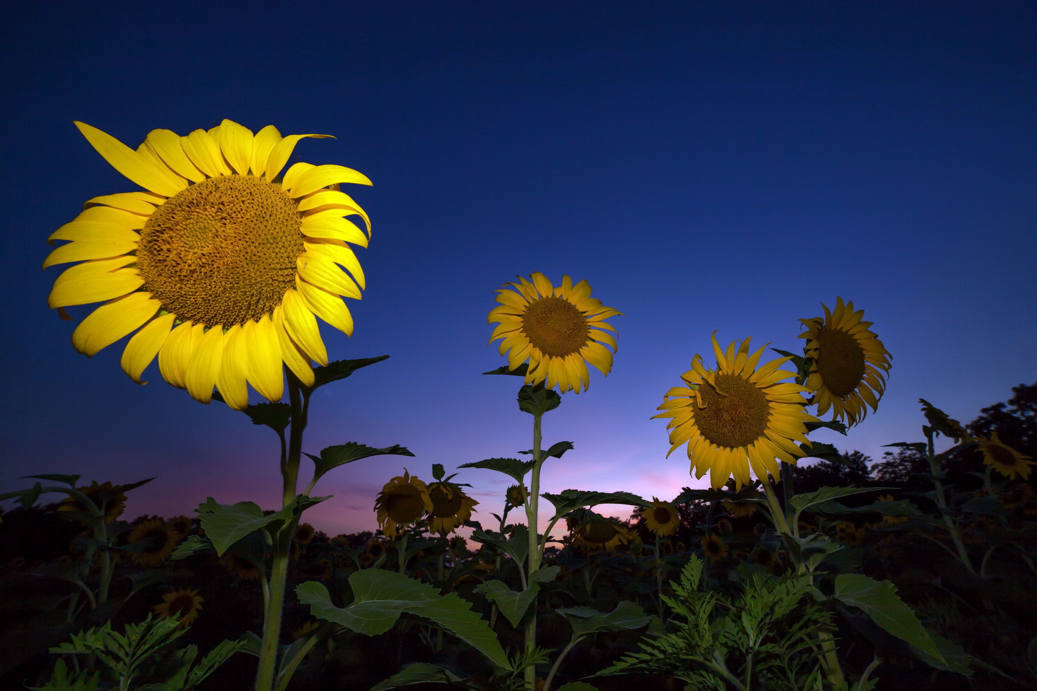 Free download wallpaper Flowers, Flower, Earth, Sunflower, Yellow Flower on your PC desktop