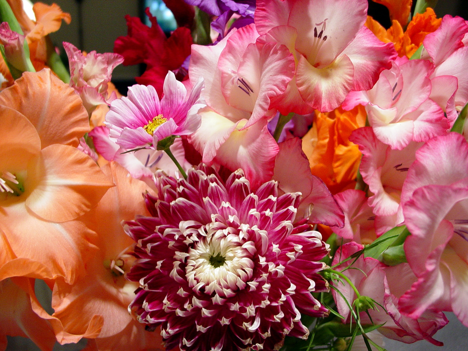 無料モバイル壁紙自然, フラワーズ, 花, 地球, 色, ダリア, カラフル, リリー, ピンクの花, オレンジフラワー, 紫色の花をダウンロードします。
