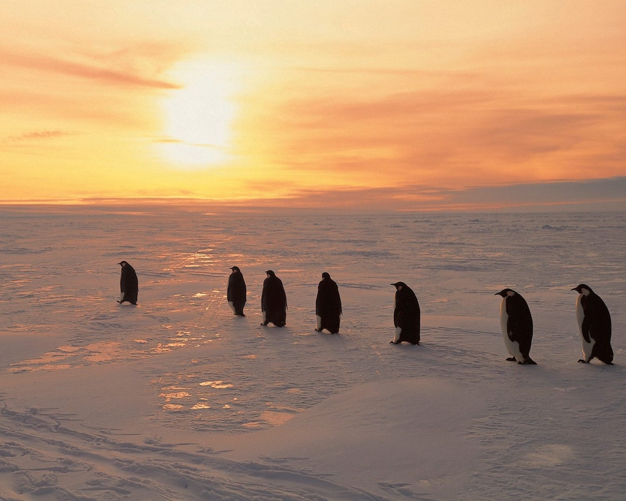 Laden Sie das Tiere, Vogel, Pinguin-Bild kostenlos auf Ihren PC-Desktop herunter