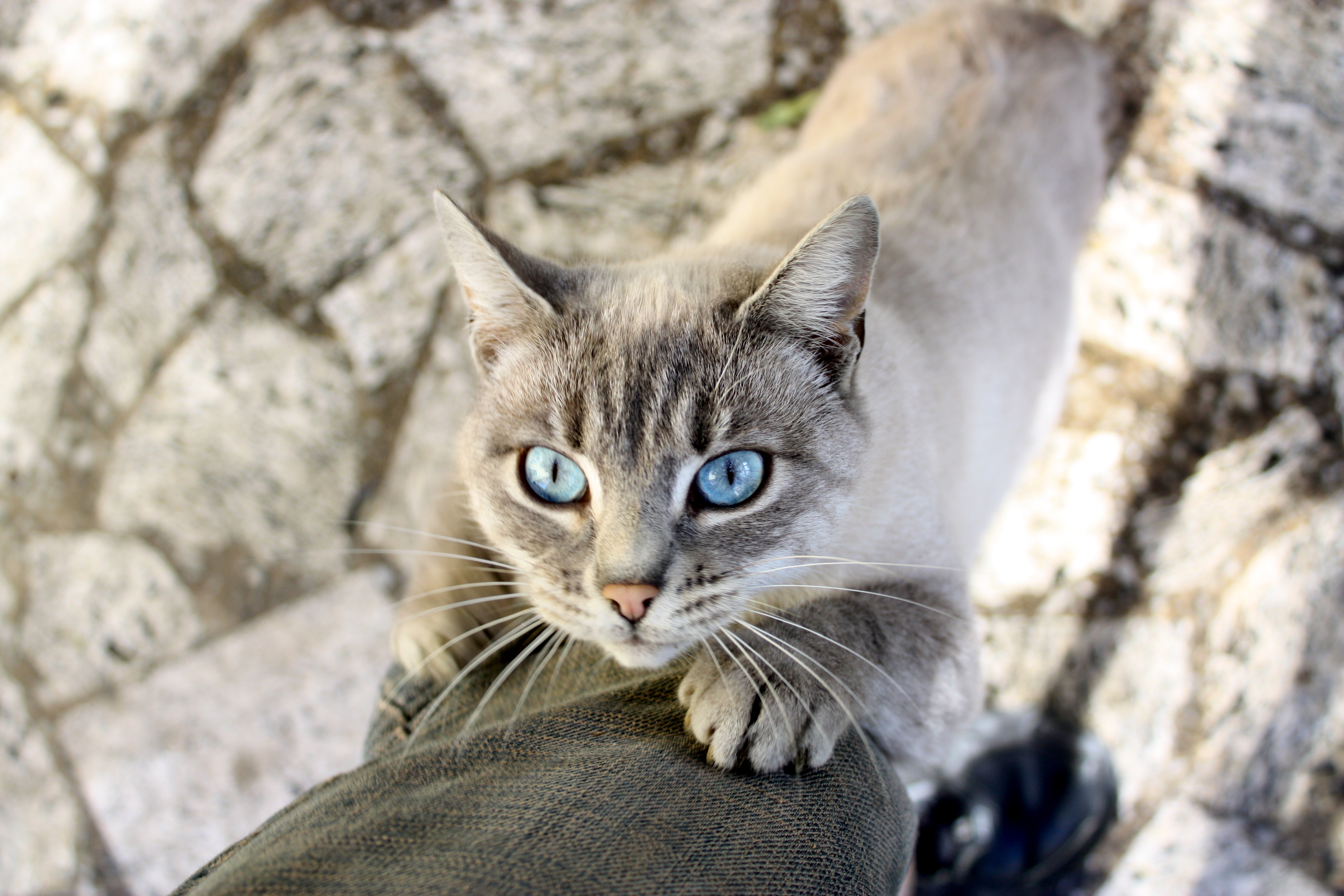 Handy-Wallpaper Tiere, Katzen, Katze kostenlos herunterladen.