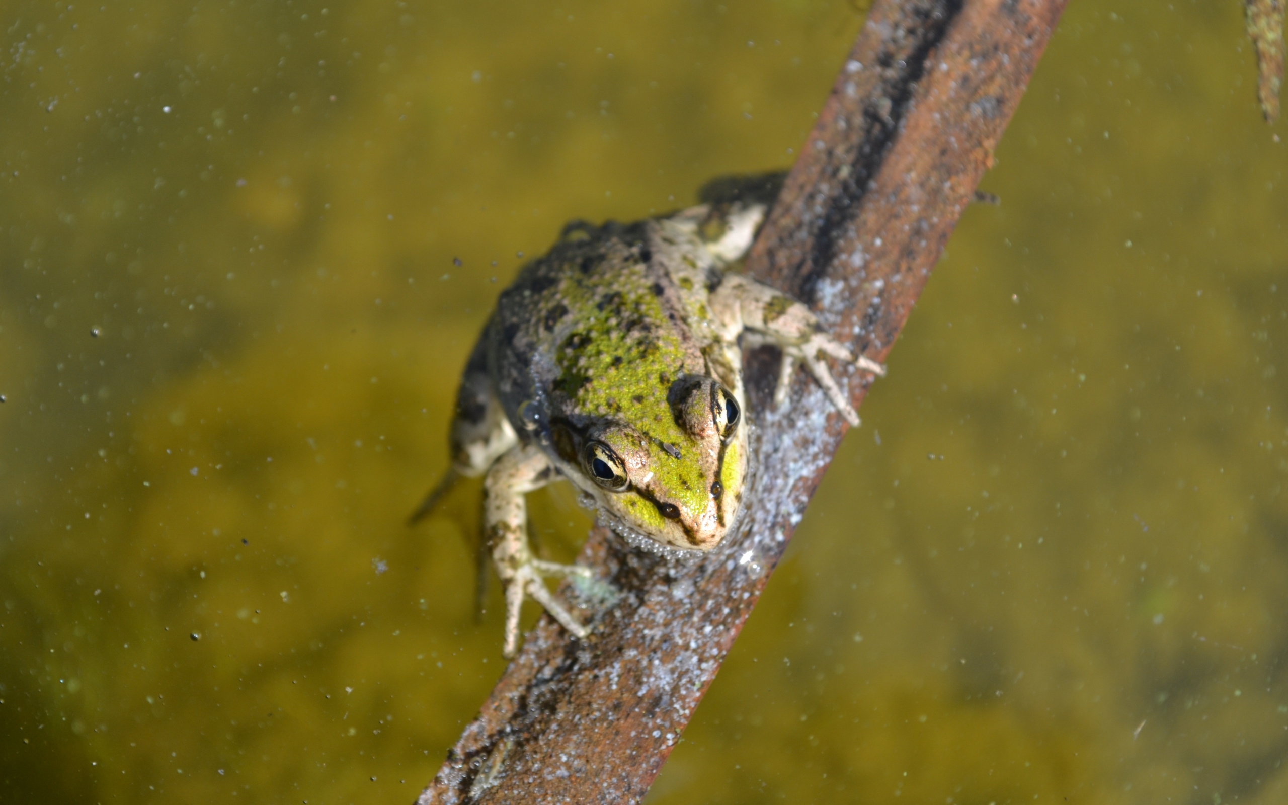 frogs, animals, yellow HD wallpaper