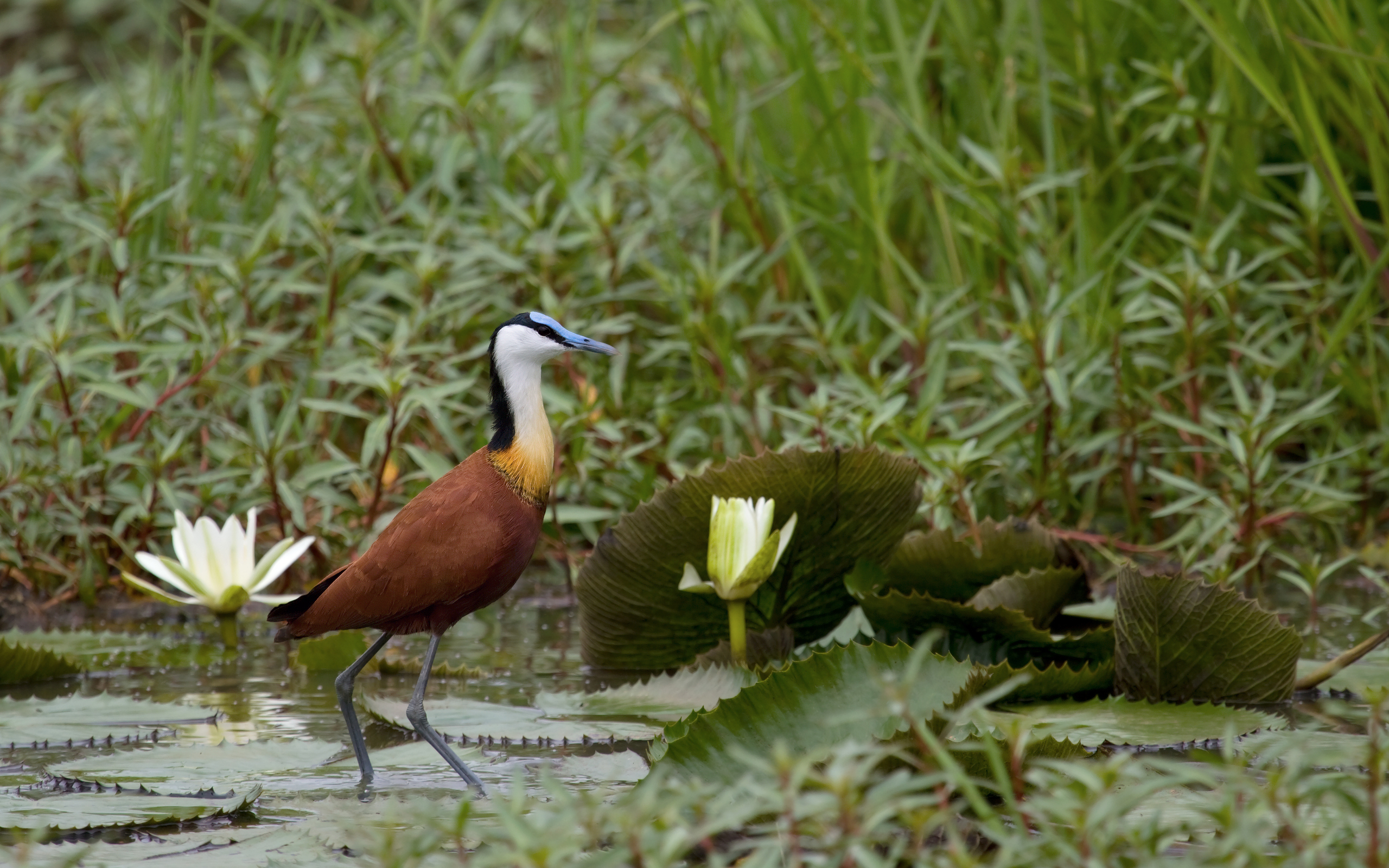 Baixe gratuitamente a imagem Animais, Aves, Pássaro na área de trabalho do seu PC