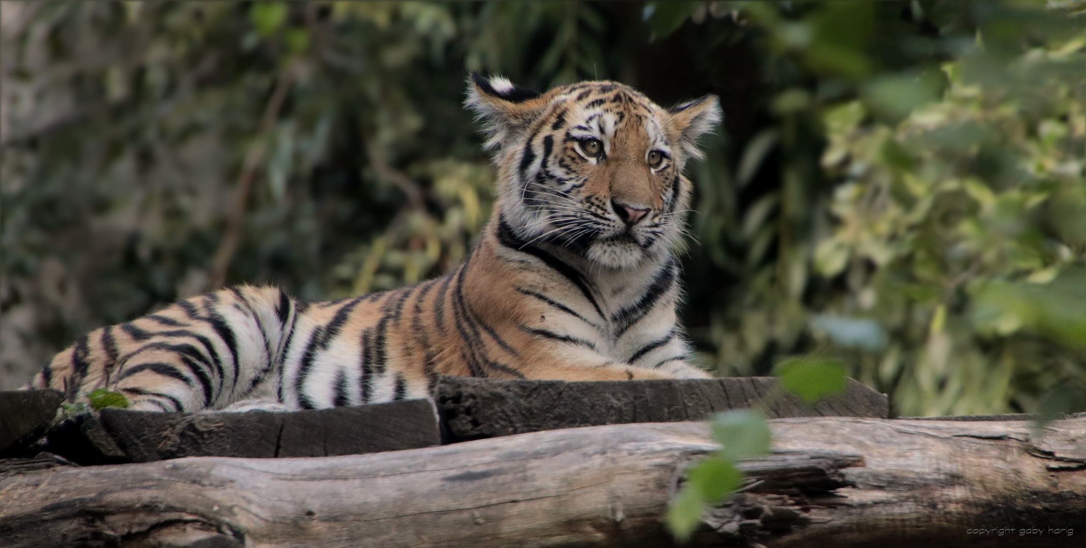 Laden Sie das Tiere, Katzen, Tiger, Tierbaby, Jungtier-Bild kostenlos auf Ihren PC-Desktop herunter