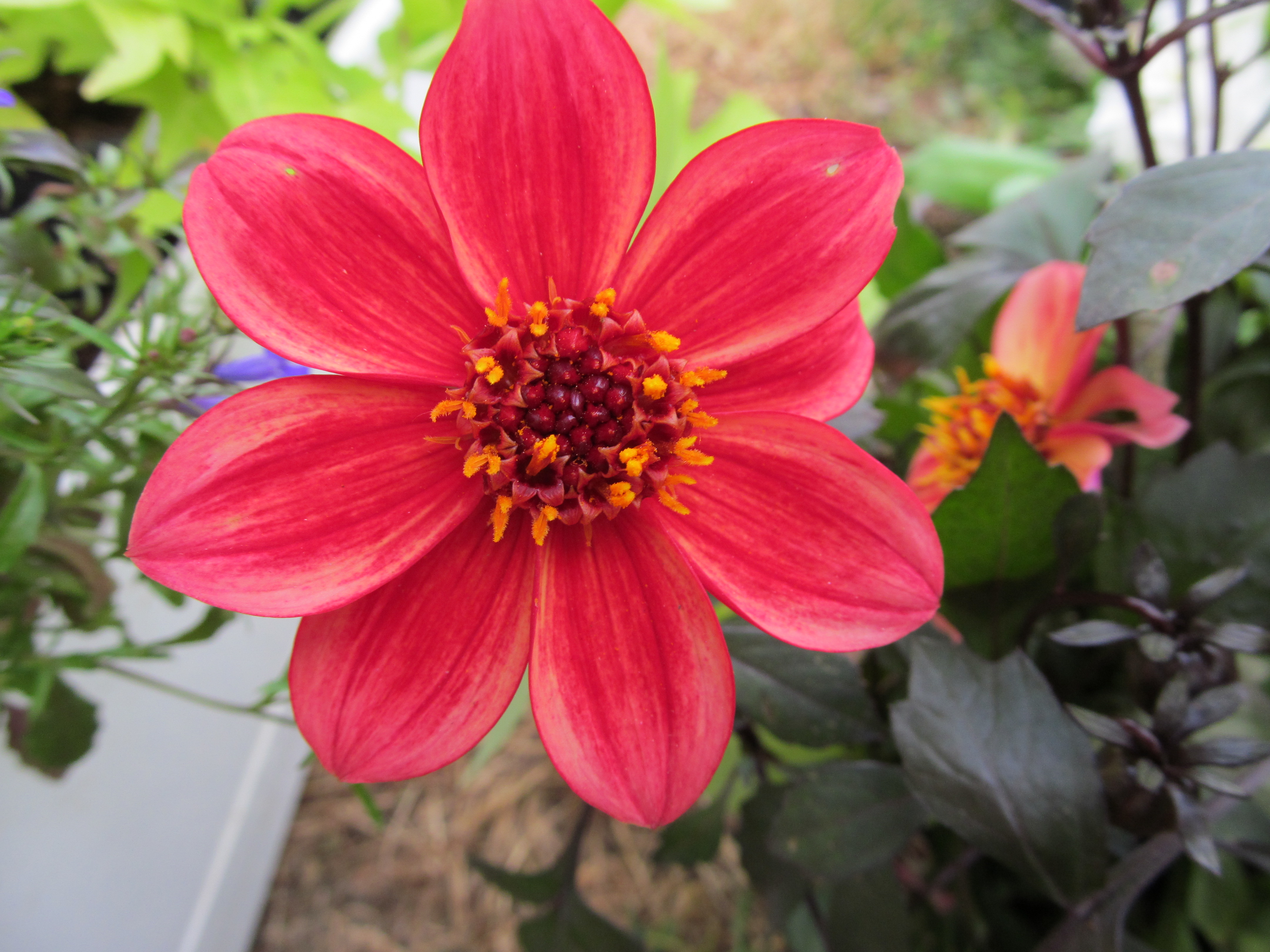 Téléchargez gratuitement l'image Fleurs, Fleur, Terre/nature sur le bureau de votre PC