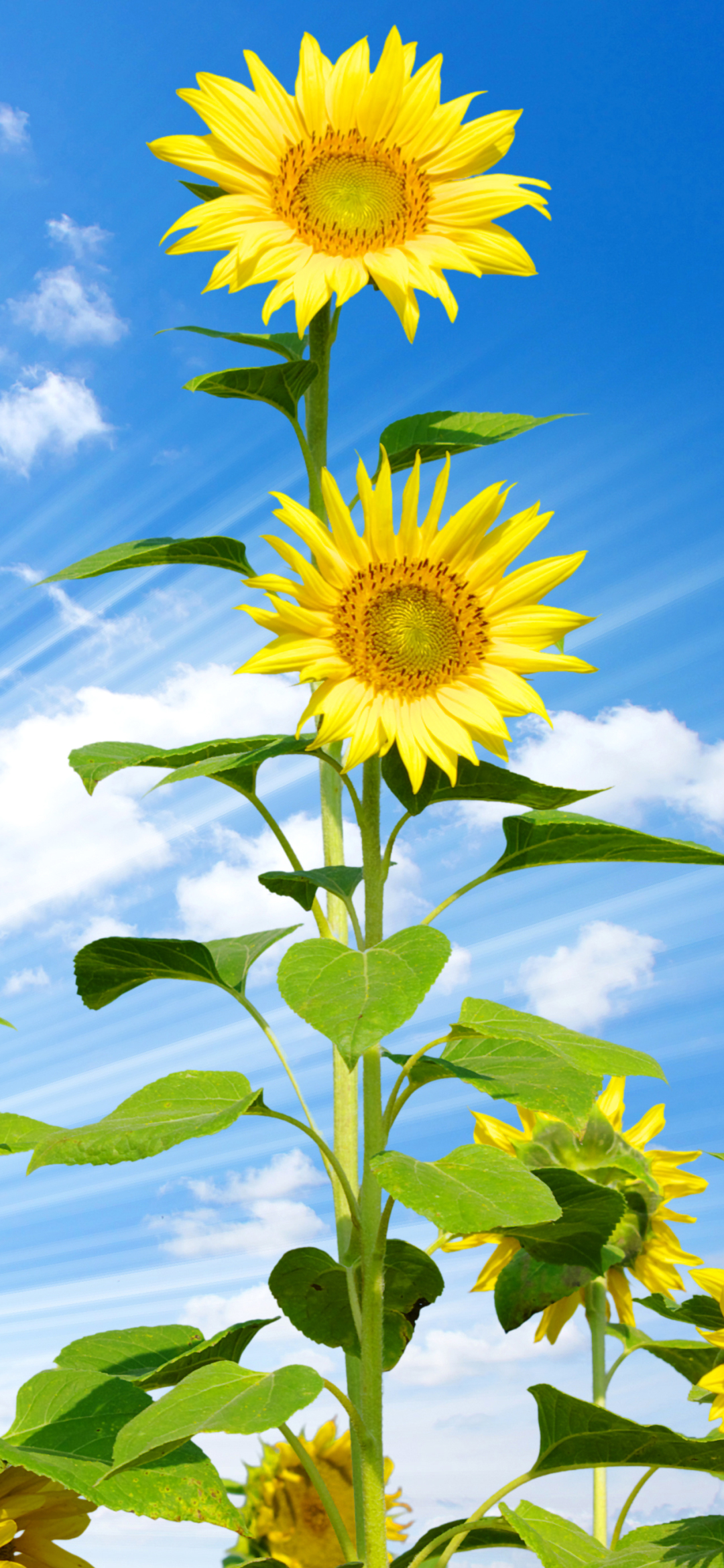 Handy-Wallpaper Blumen, Sommer, Blume, Sonnenblume, Gelbe Blume, Himmel, Sonnenstrahl, Erde/natur, Sonnenbohne kostenlos herunterladen.