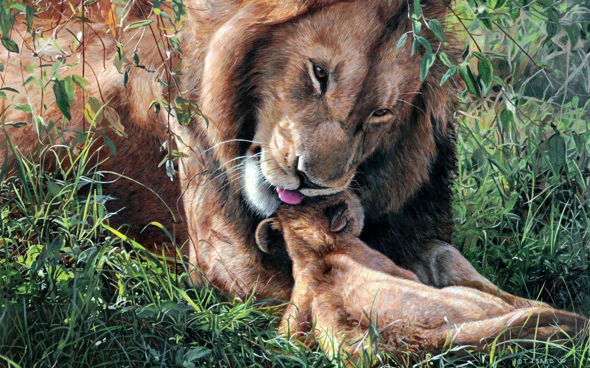 Téléchargez des papiers peints mobile Animaux, Lion gratuitement.