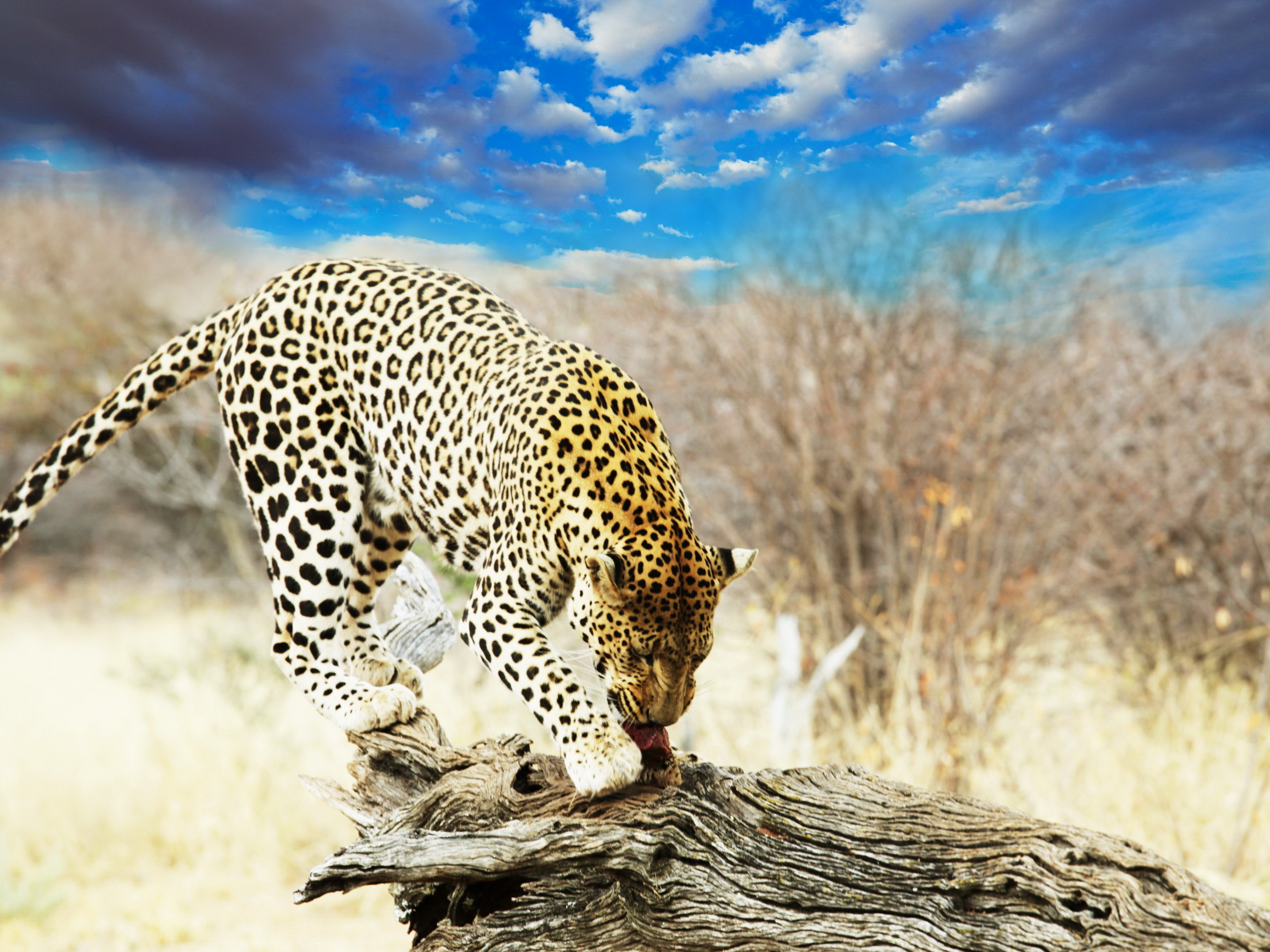 Download mobile wallpaper Leopard, Cats, Animal for free.