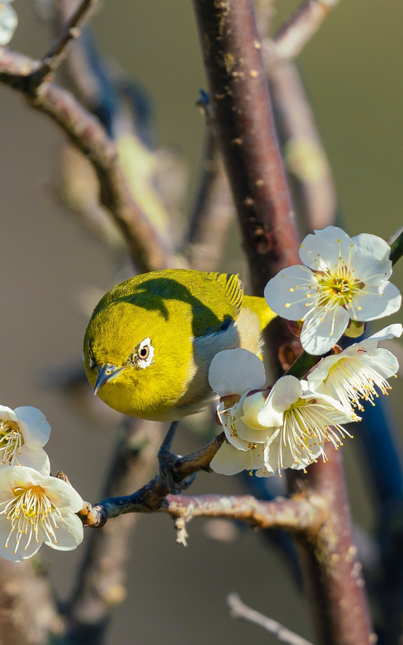 animal, japanese white eye, flower, bird, blossom, passerine, birds