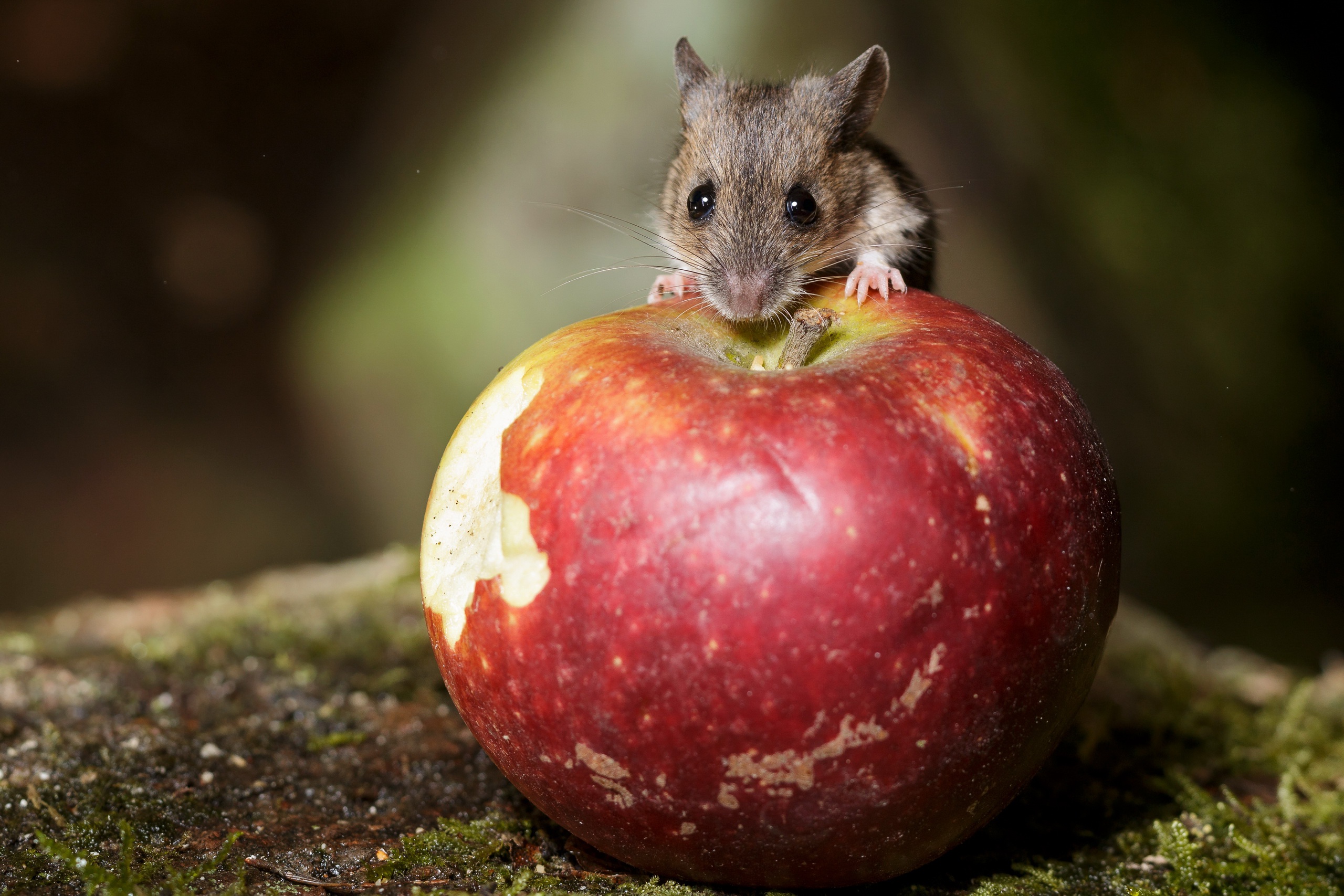 Free download wallpaper Apple, Animal, Mouse, Rodent on your PC desktop