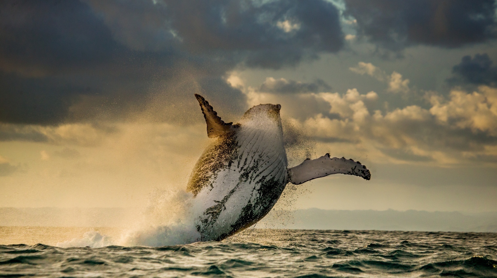 humpback whale, animal, breaching, jump, mammal, sea, whale