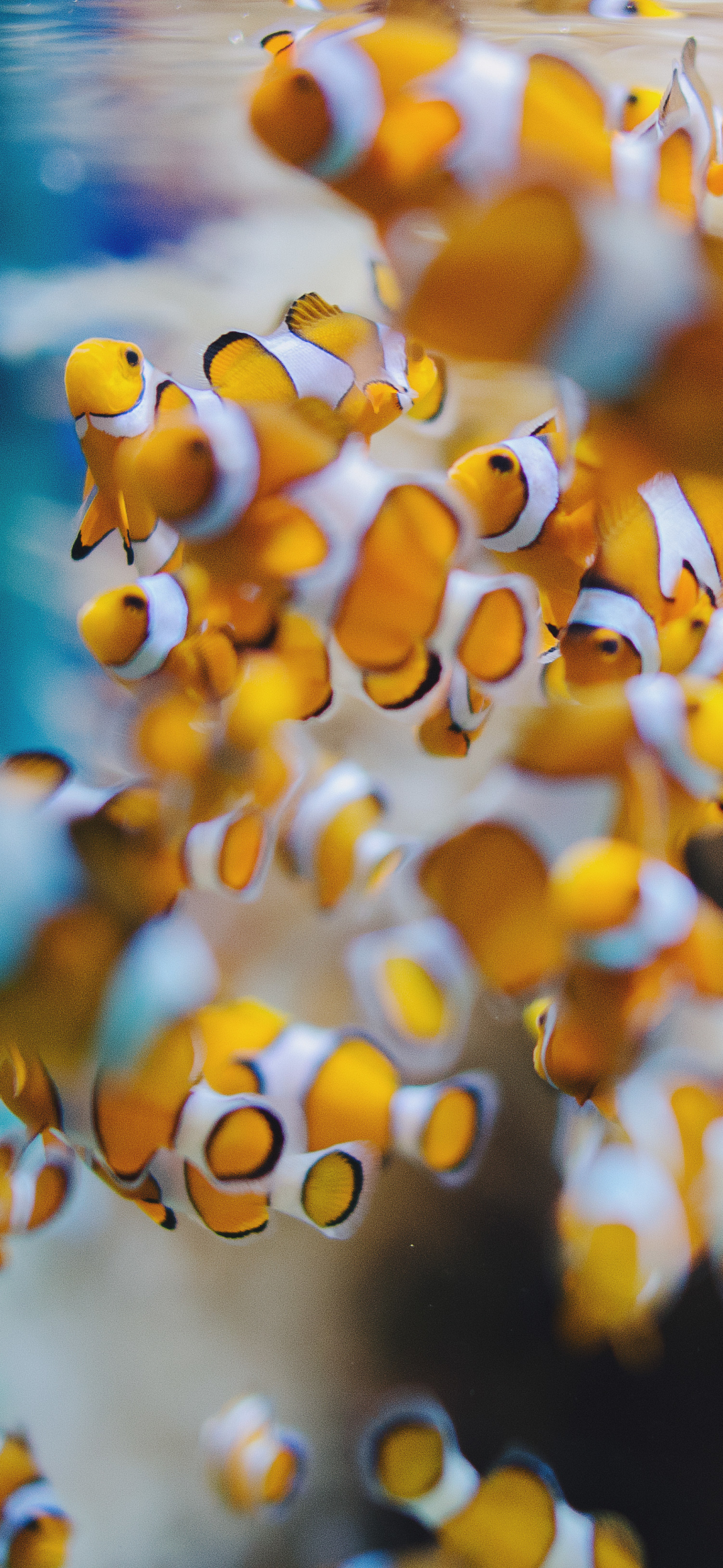 Download mobile wallpaper Fishes, Animal, Fish, Sea Life, Clownfish for free.