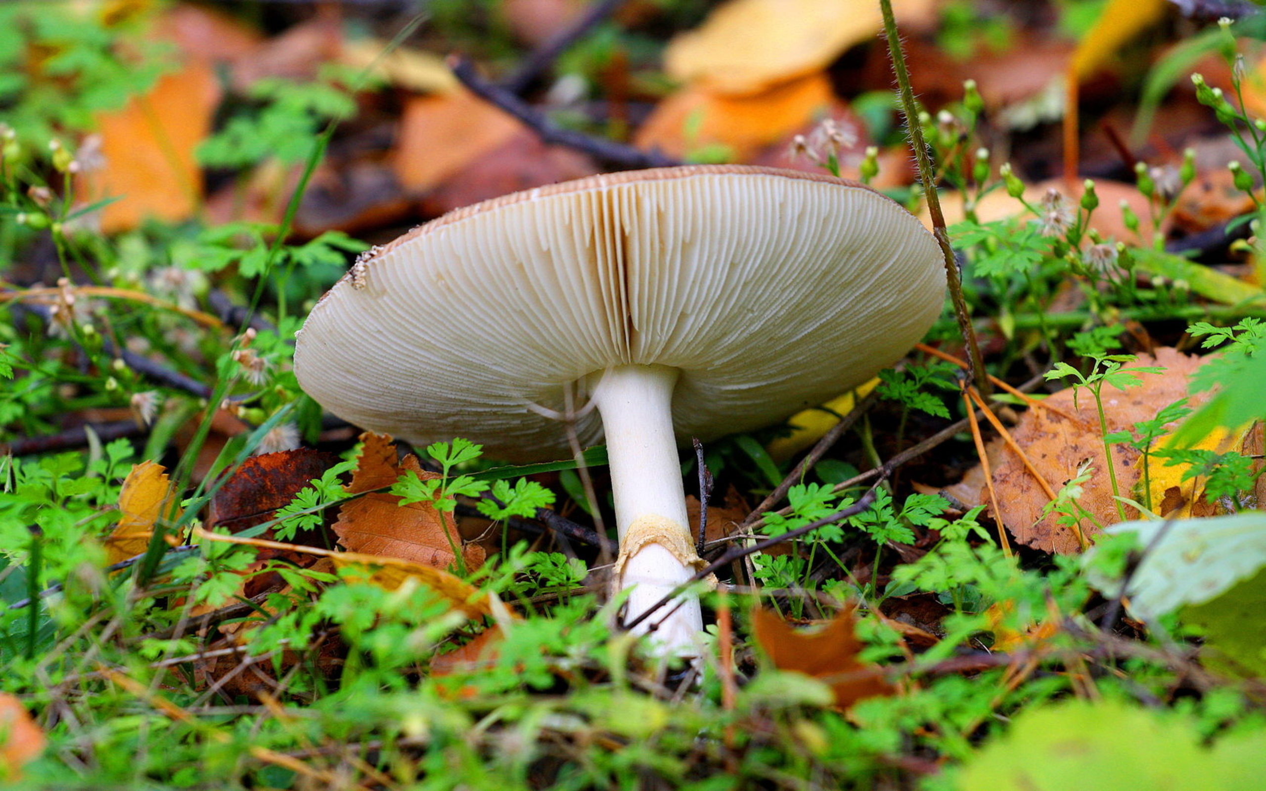 Téléchargez gratuitement l'image Champignon, Terre/nature sur le bureau de votre PC