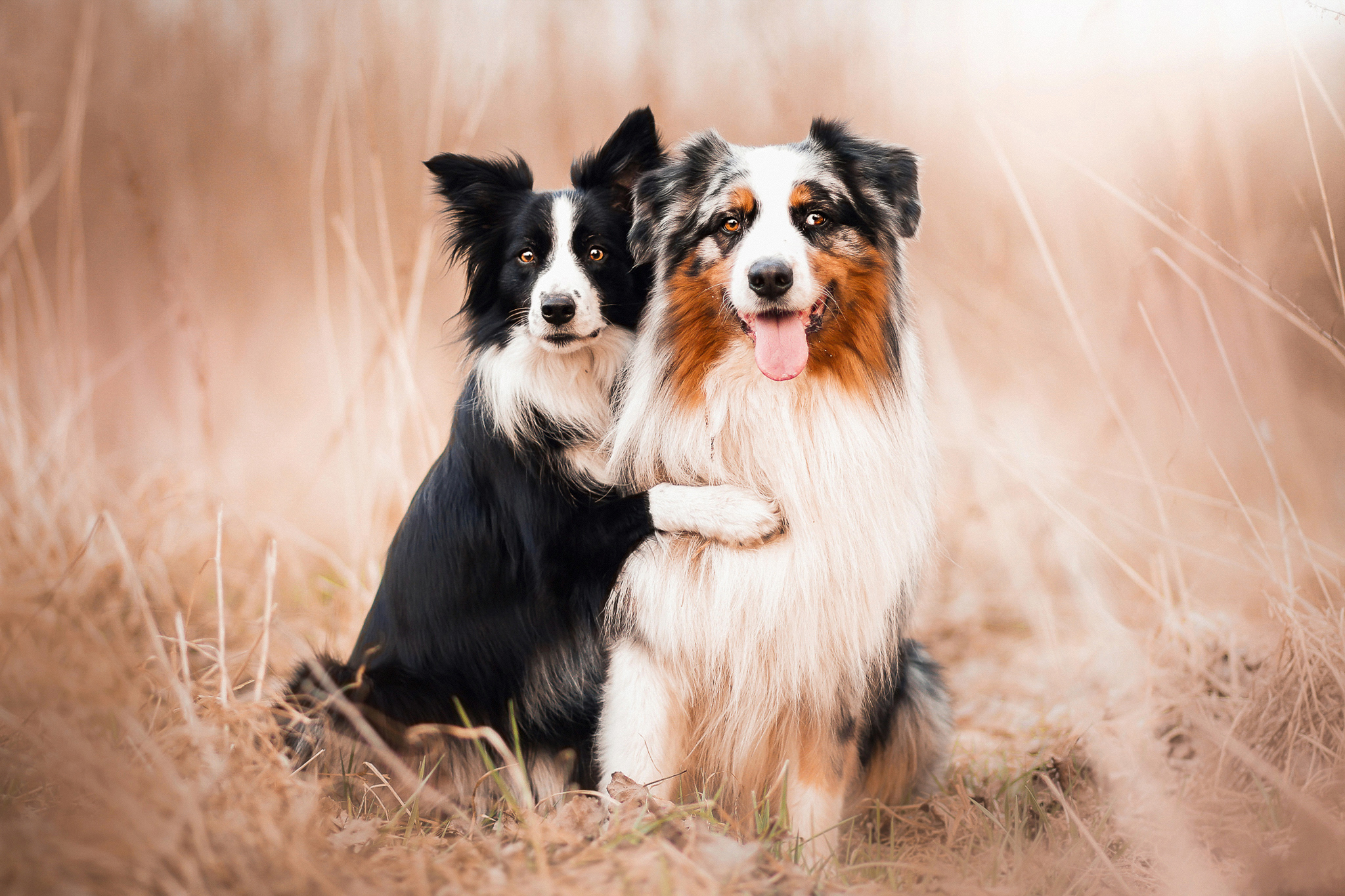 無料モバイル壁紙犬, 動物をダウンロードします。