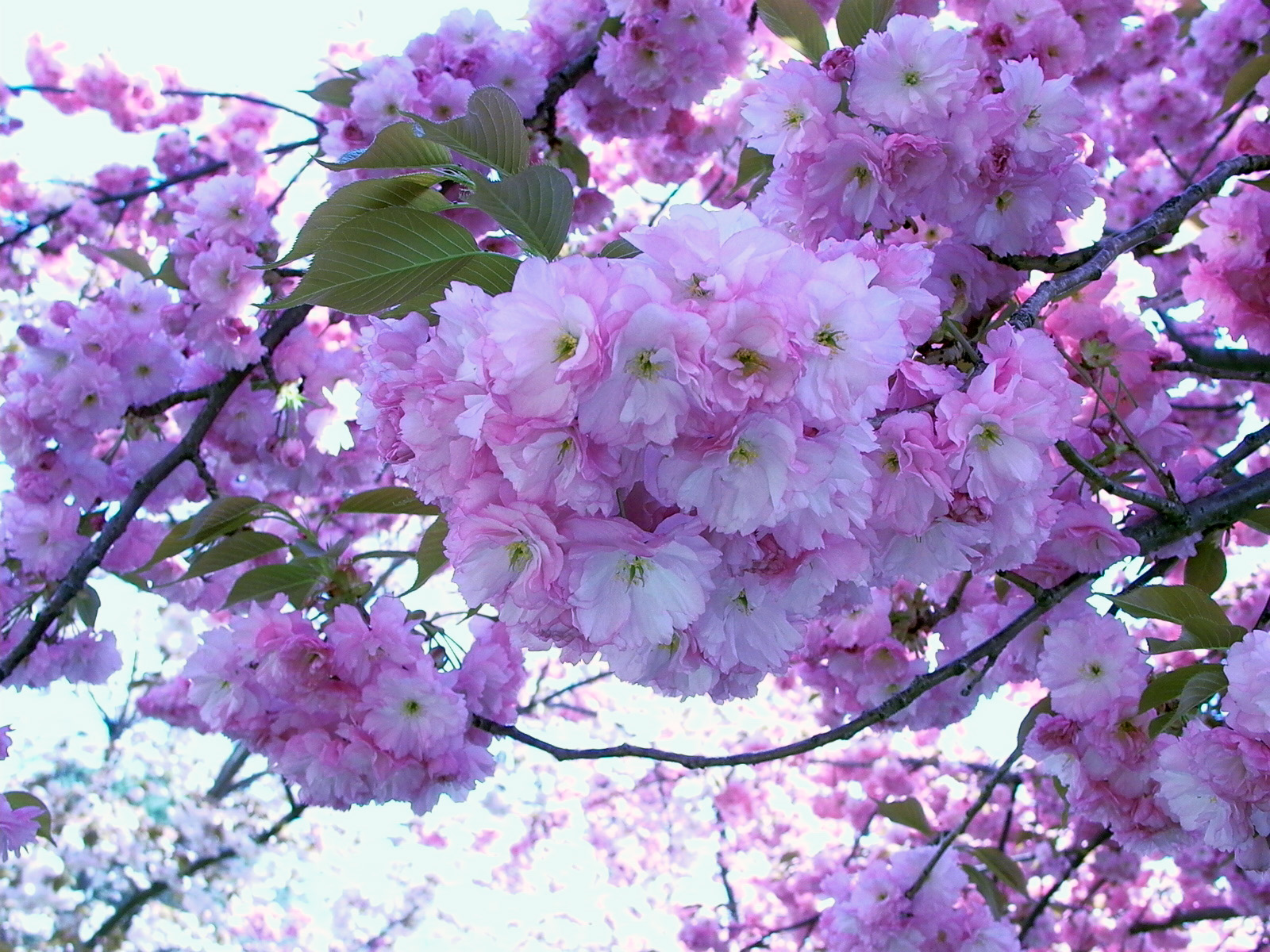 Free download wallpaper Flowers, Flower, Branch, Earth, Blossom, Pink Flower on your PC desktop