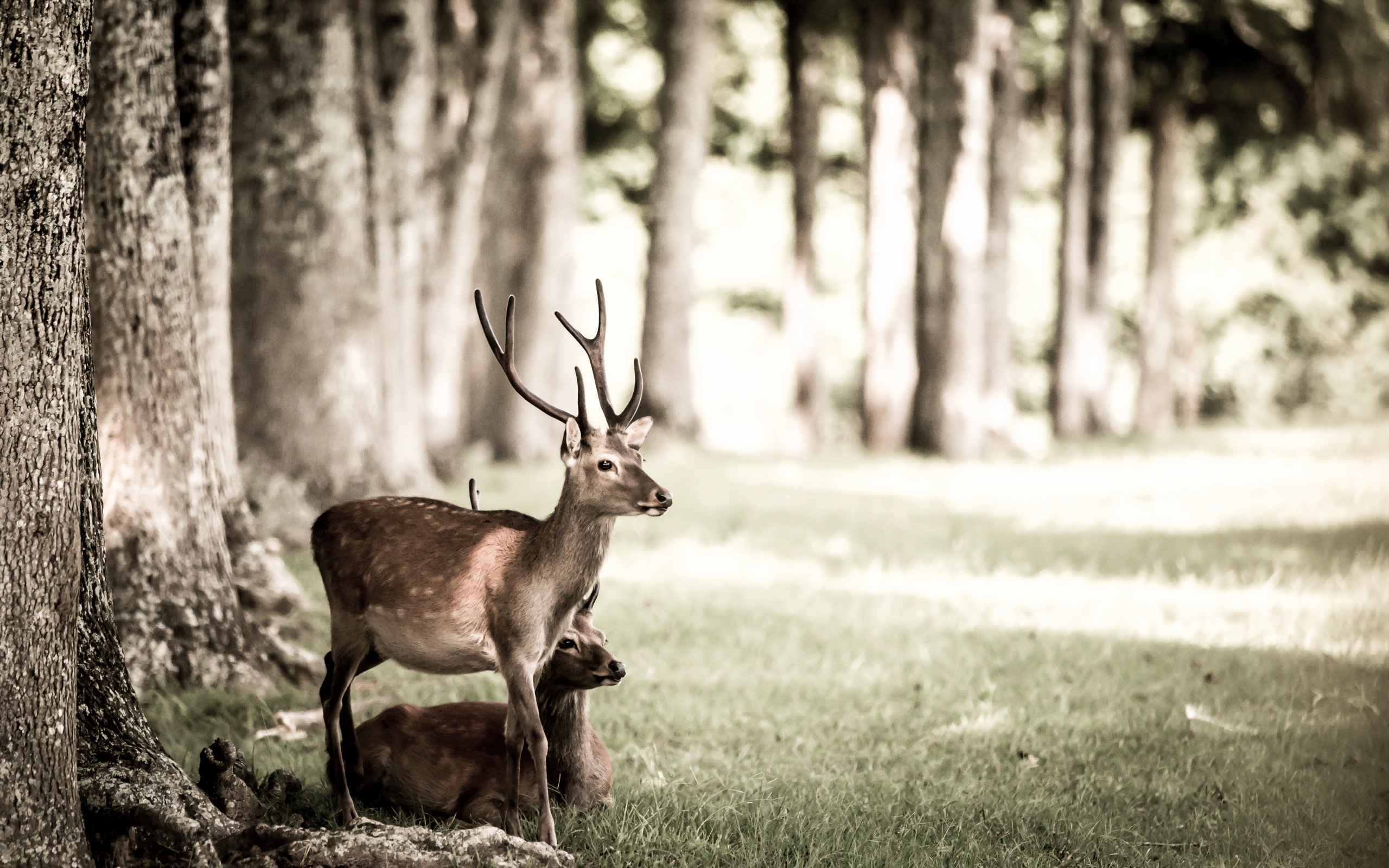 Free download wallpaper Grass, Animal, Deer, Sunny, Depth Of Field on your PC desktop