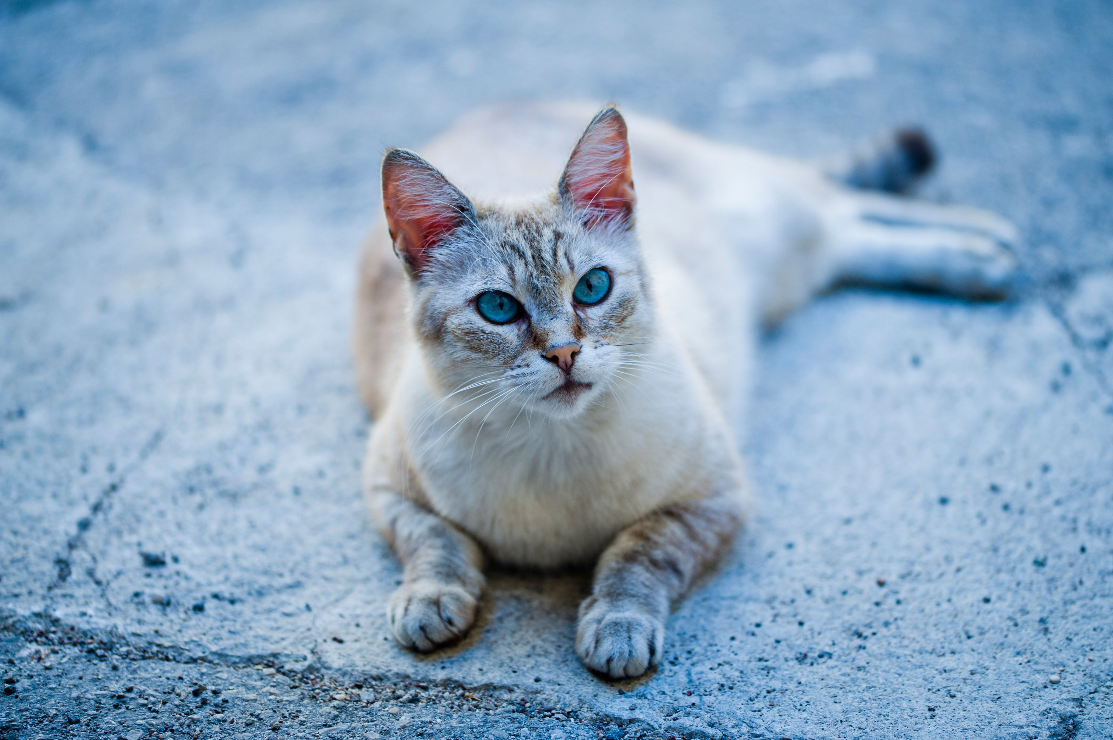 無料モバイル壁紙動物, ネコ, 猫, 見詰めるをダウンロードします。