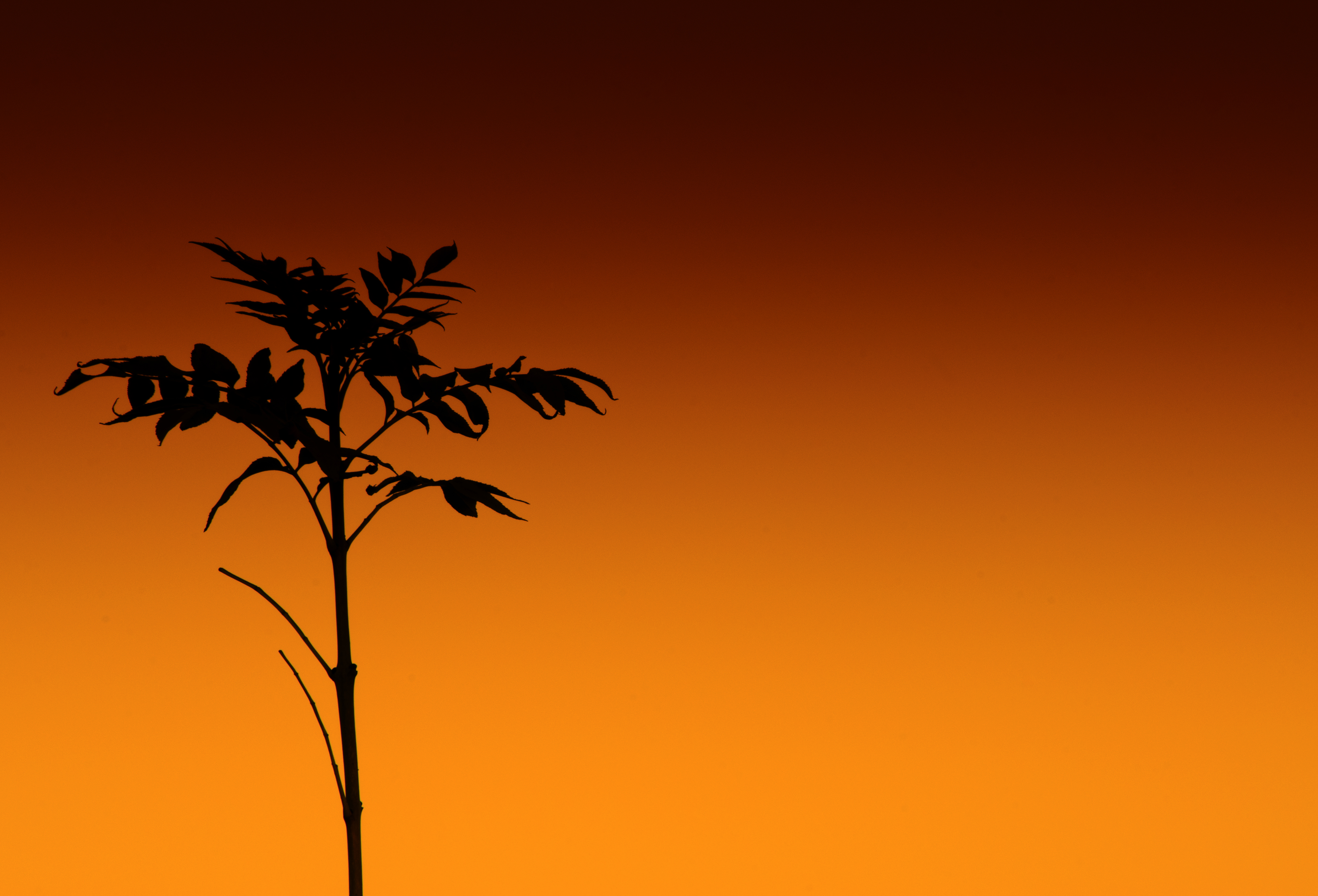 Скачать обои бесплатно Стебель, Оранжевый, Растение, Силуэт, Темные картинка на рабочий стол ПК