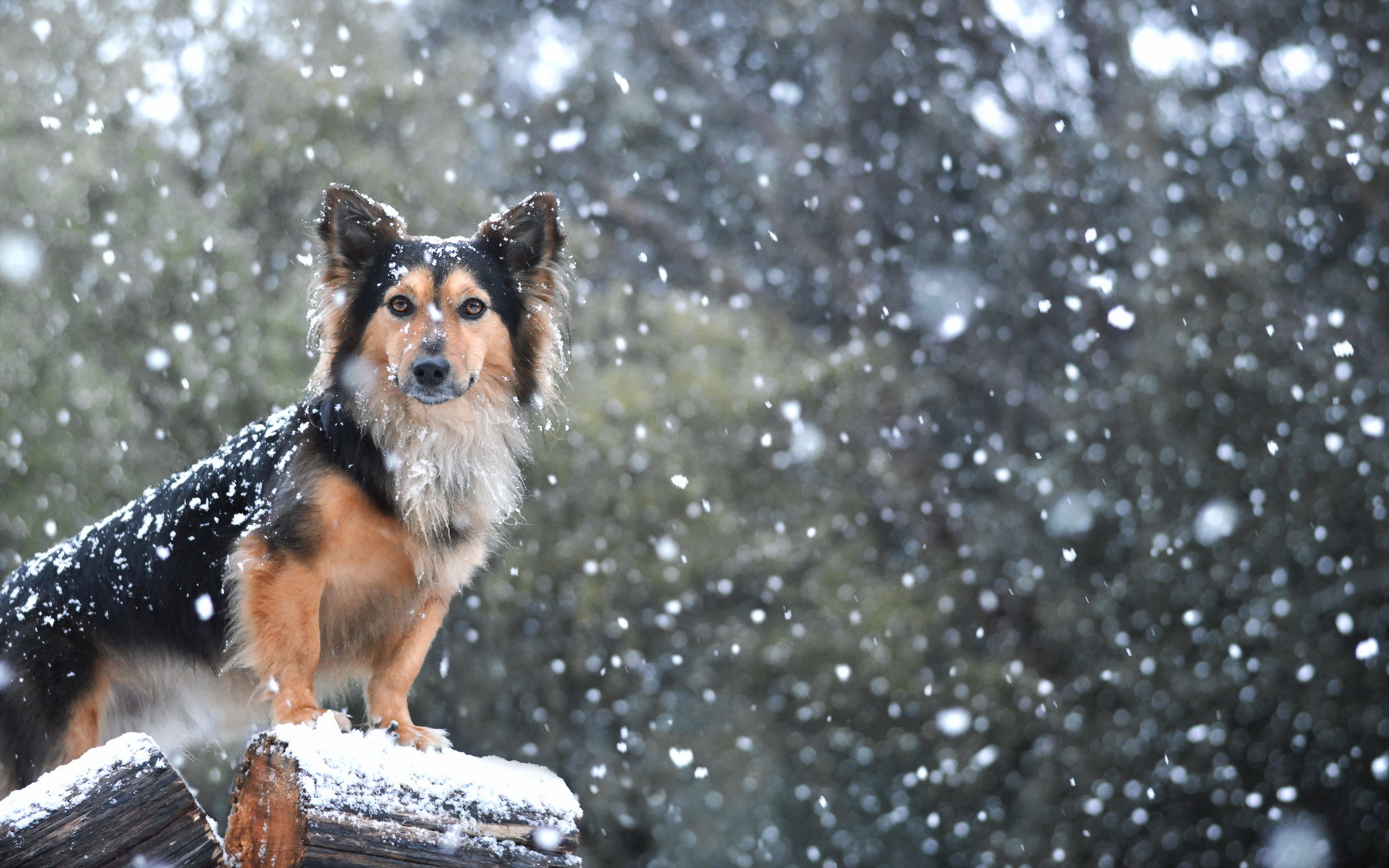 Descarga gratuita de fondo de pantalla para móvil de Animales, Perros, Perro.