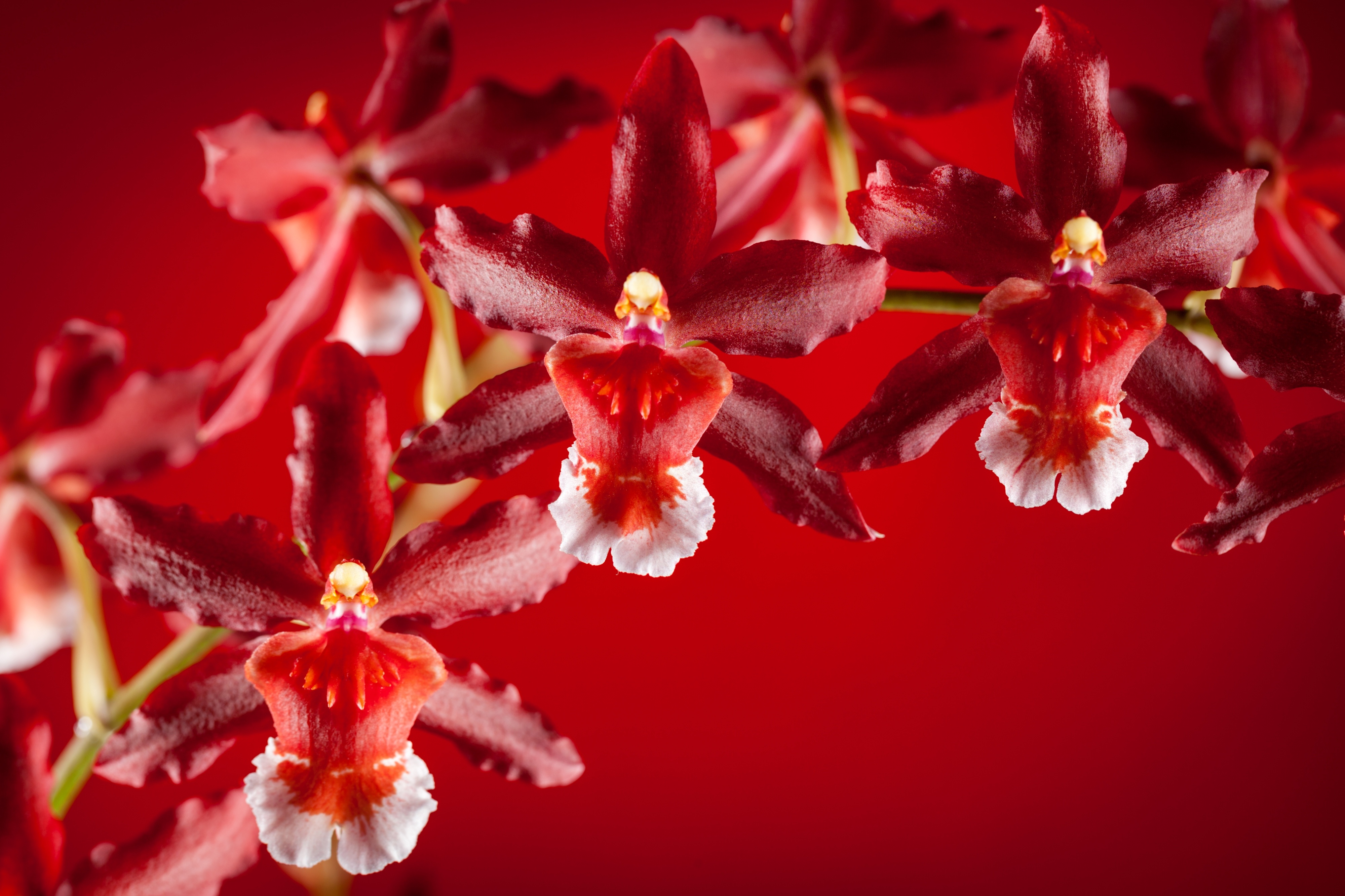 Descarga gratuita de fondo de pantalla para móvil de Orquídea, Flores, Flor, Tierra/naturaleza.