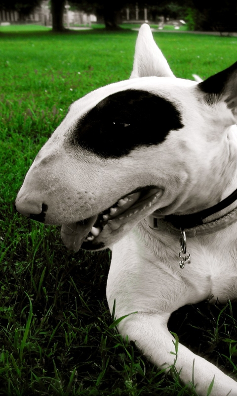 Download mobile wallpaper Dogs, Animal, Bull Terrier for free.