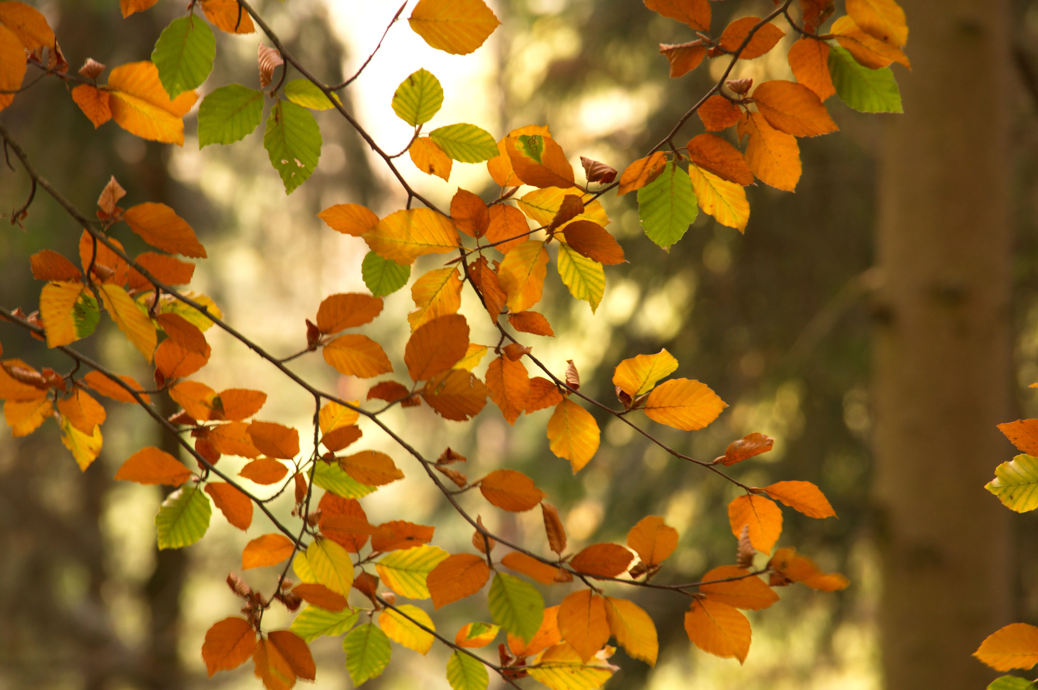 autumn, nature, leaves, wood, tree, branches