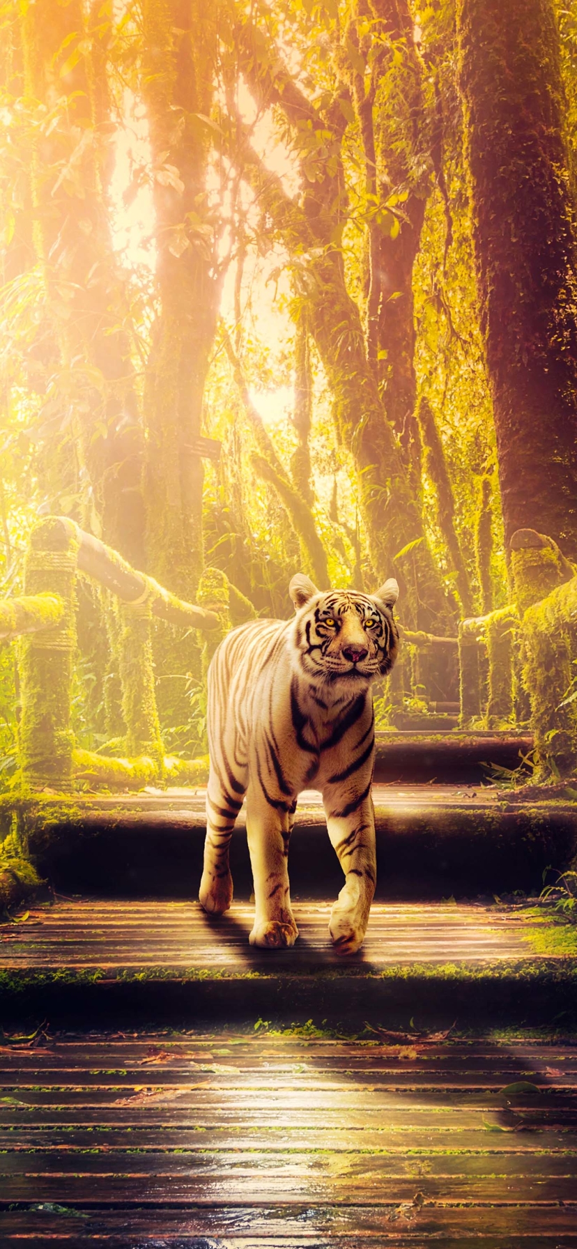 Descarga gratuita de fondo de pantalla para móvil de Animales, Gatos, Tigre, Selva.