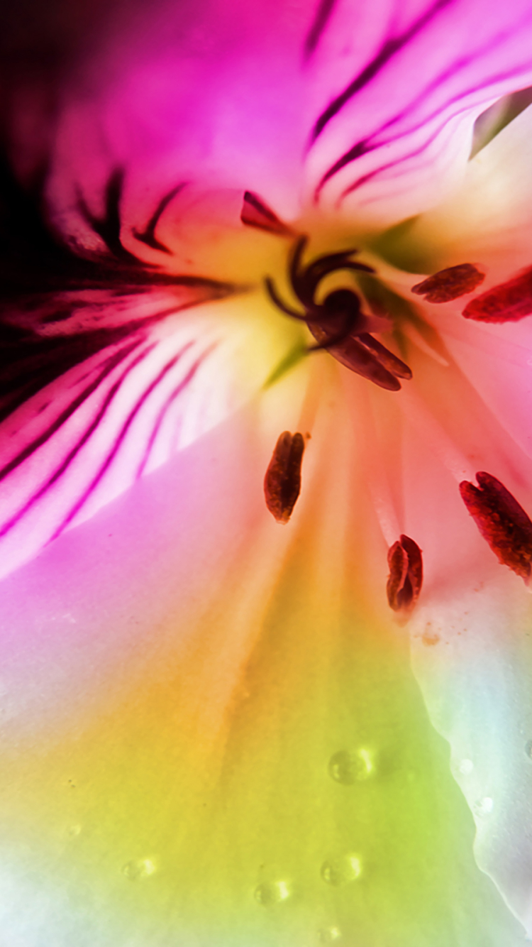 Descarga gratuita de fondo de pantalla para móvil de Flores, Flor, Pastel, Tierra/naturaleza.