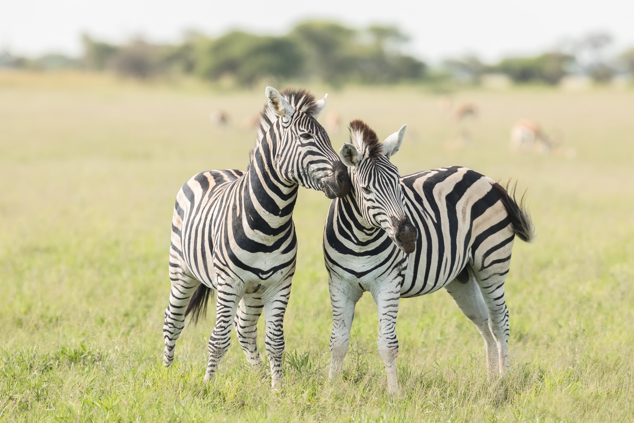 Download mobile wallpaper Zebra, Animal for free.