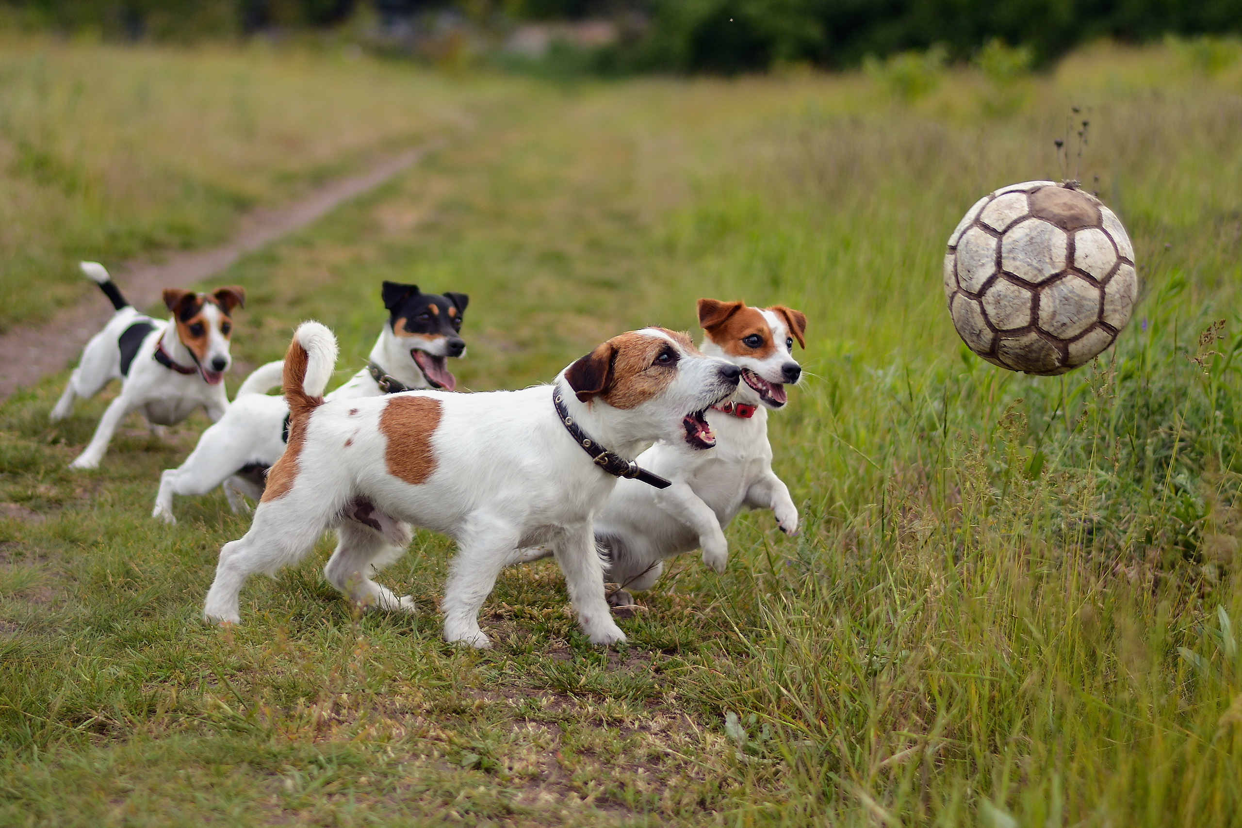 98074 скачать картинку собаки, животные, трава, игривые, мяч, щенки - обои и заставки бесплатно