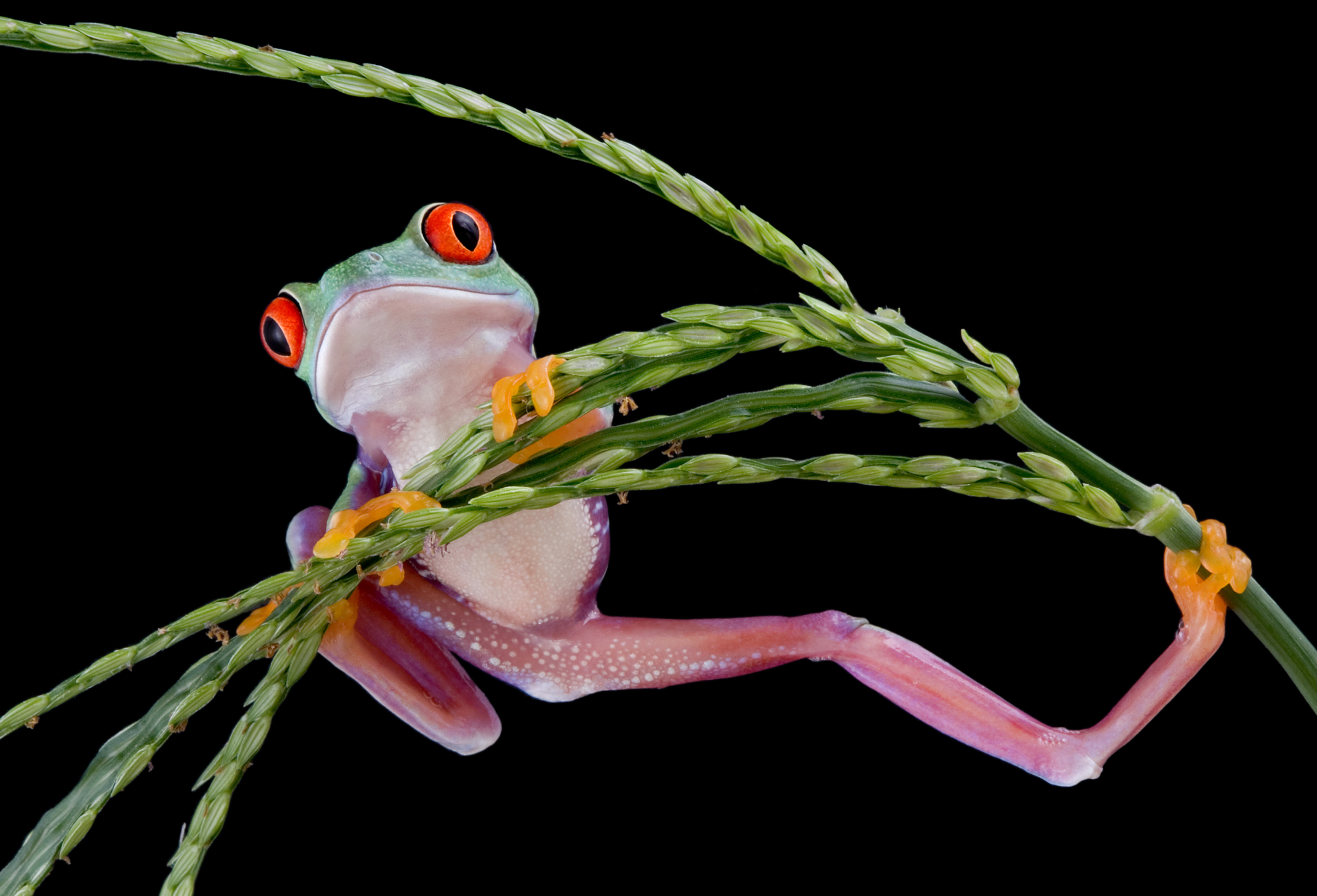 animal, red eyed tree frog, amphibian, frog, frogs