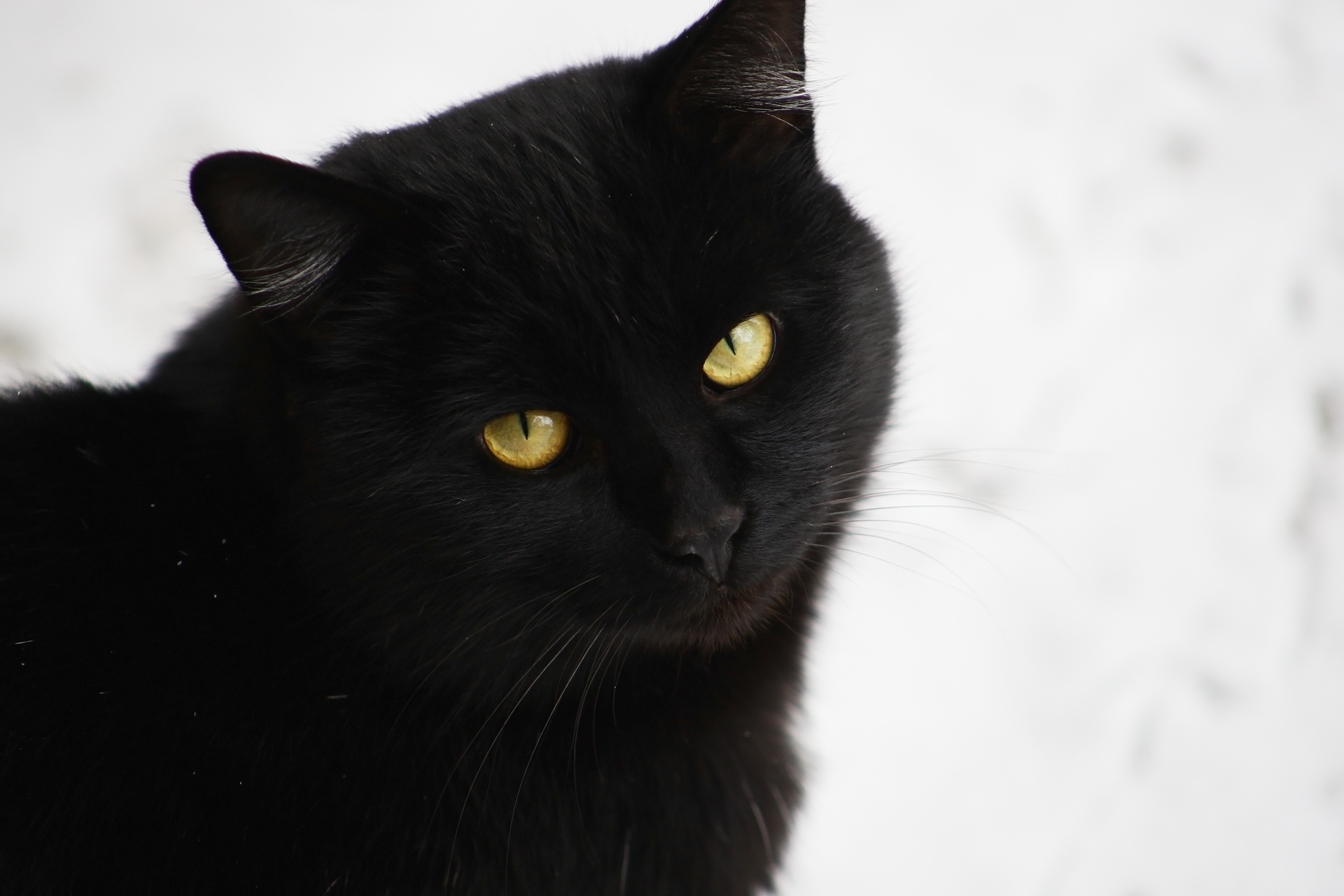 Baixe gratuitamente a imagem Animais, Gatos, Gato na área de trabalho do seu PC