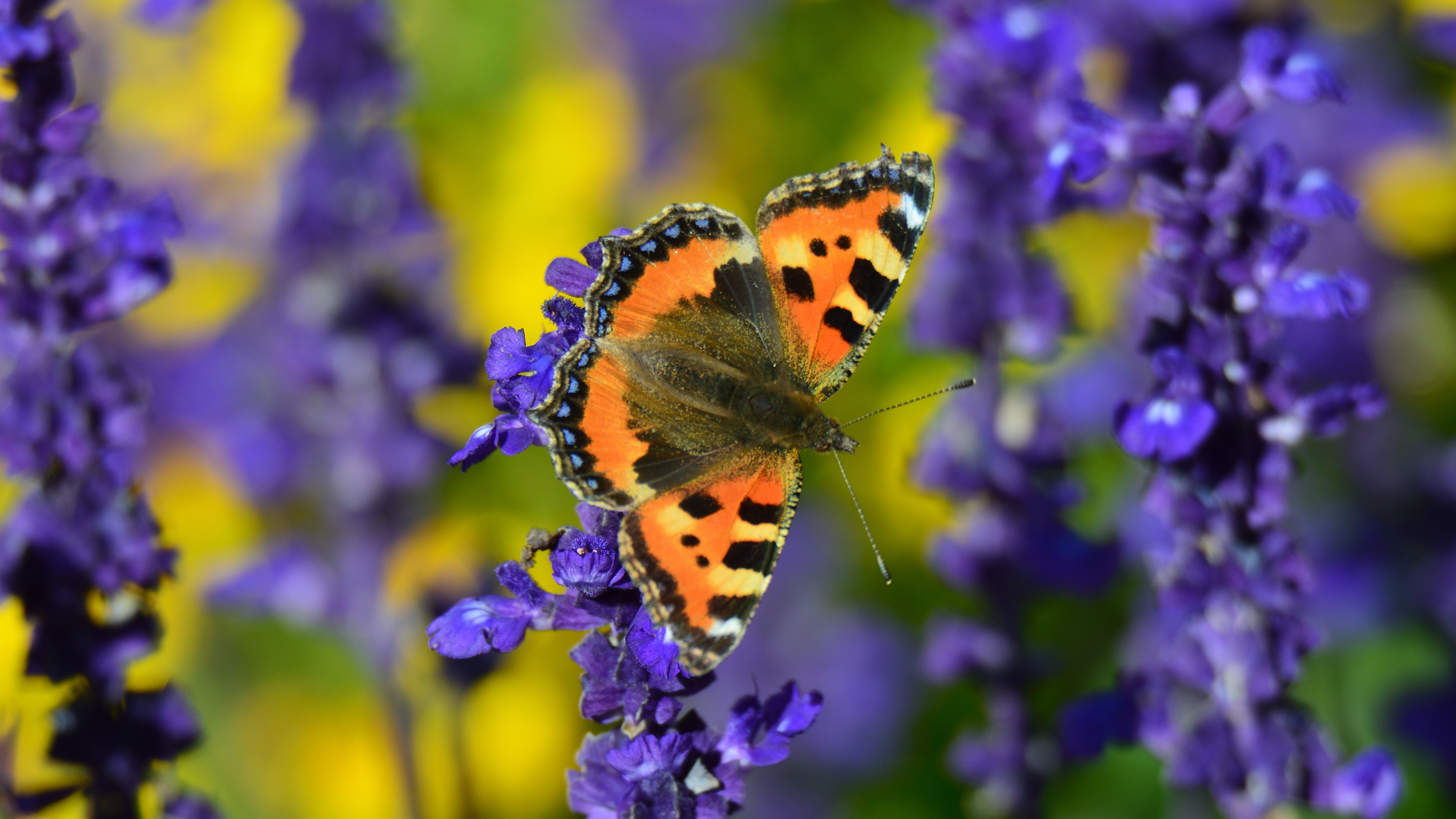 Laden Sie das Schildpatt Schmetterling, Schildkrötenfalter, Makro, Schmetterling, Nahaufnahme, Blumen-Bild kostenlos auf Ihren PC-Desktop herunter