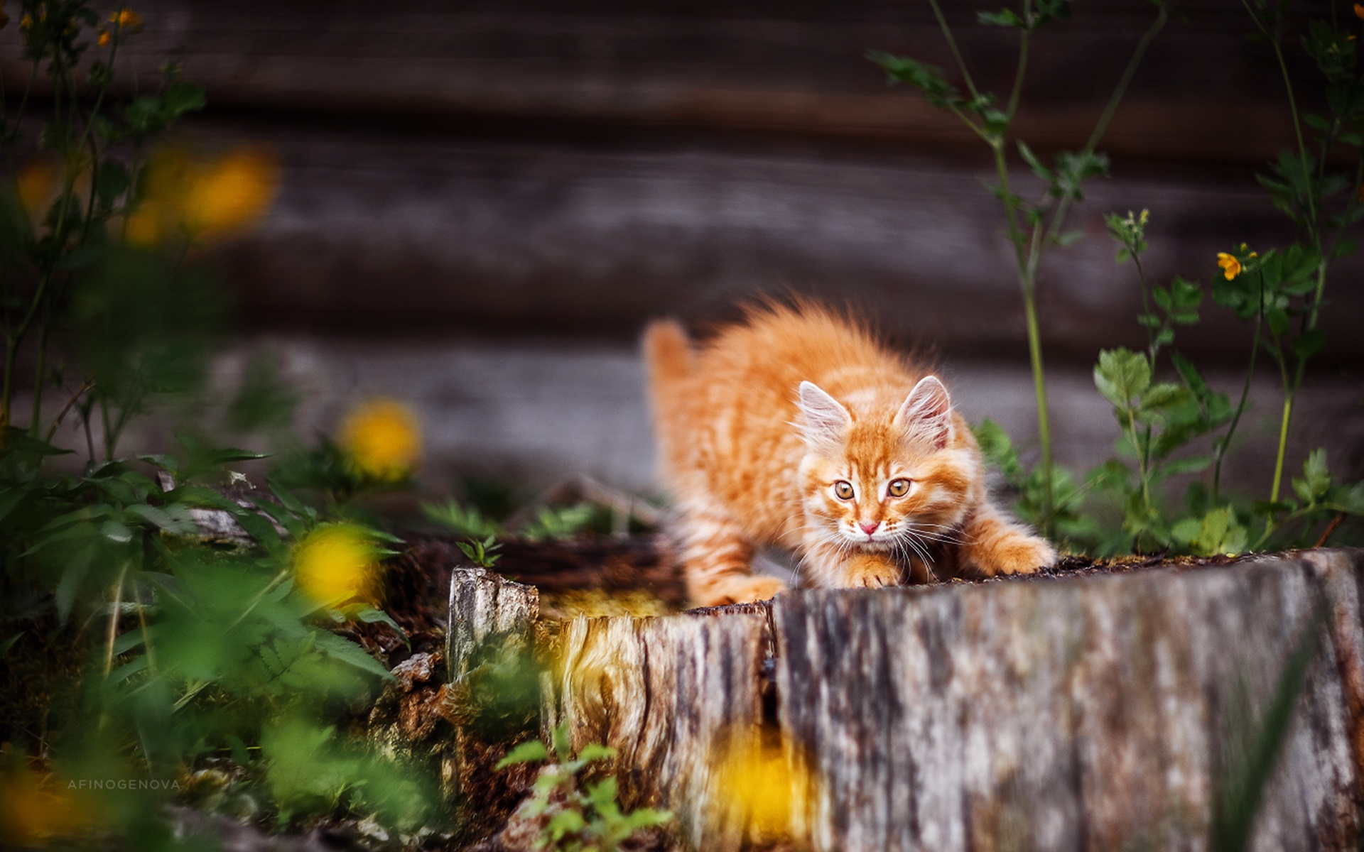 Laden Sie das Tiere, Katzen, Katze, Kätzchen, Tierbaby-Bild kostenlos auf Ihren PC-Desktop herunter