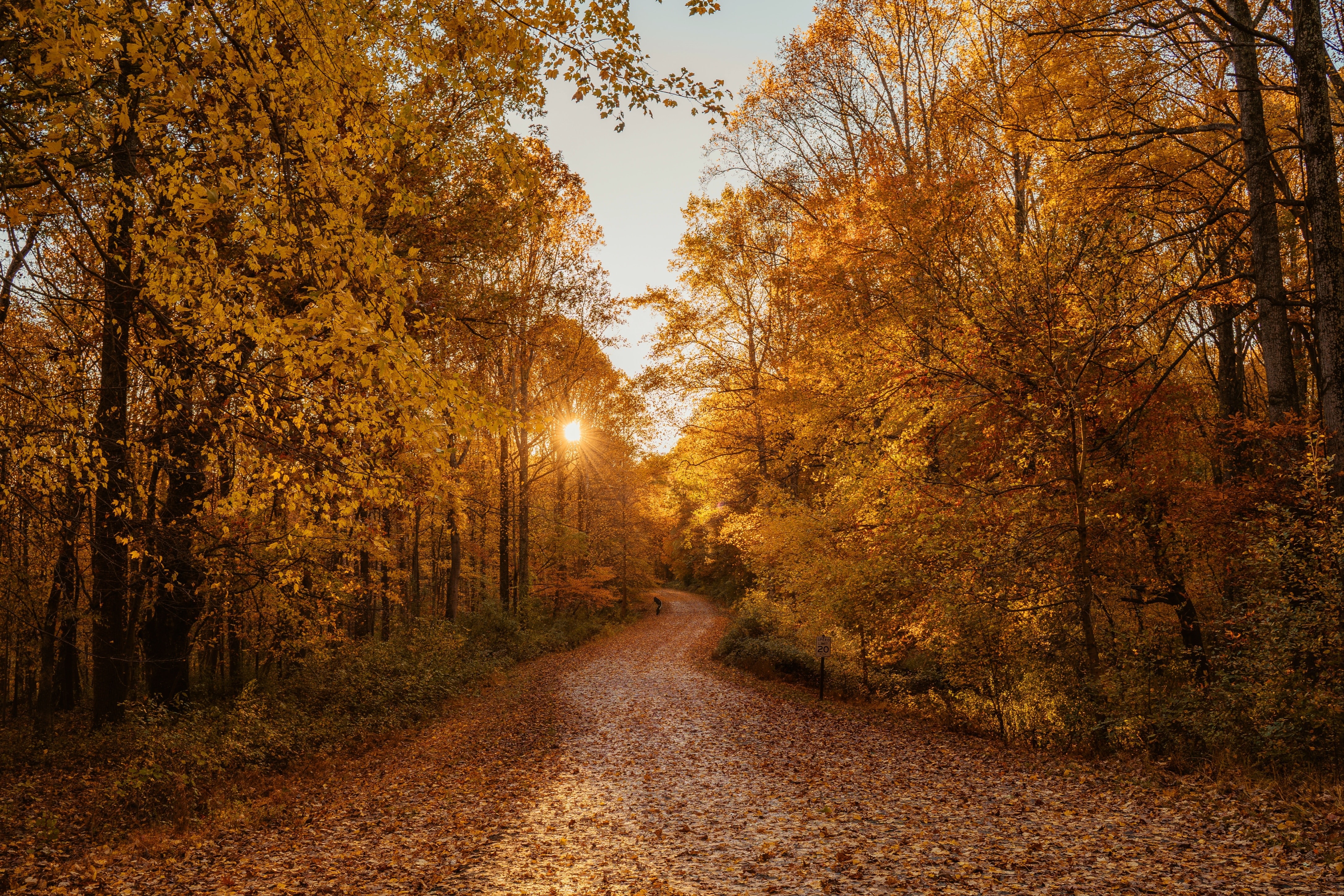 Descarga gratis la imagen Otoño, Sol, Árbol, Carretera, Atardecer, Hecho Por El Hombre en el escritorio de tu PC